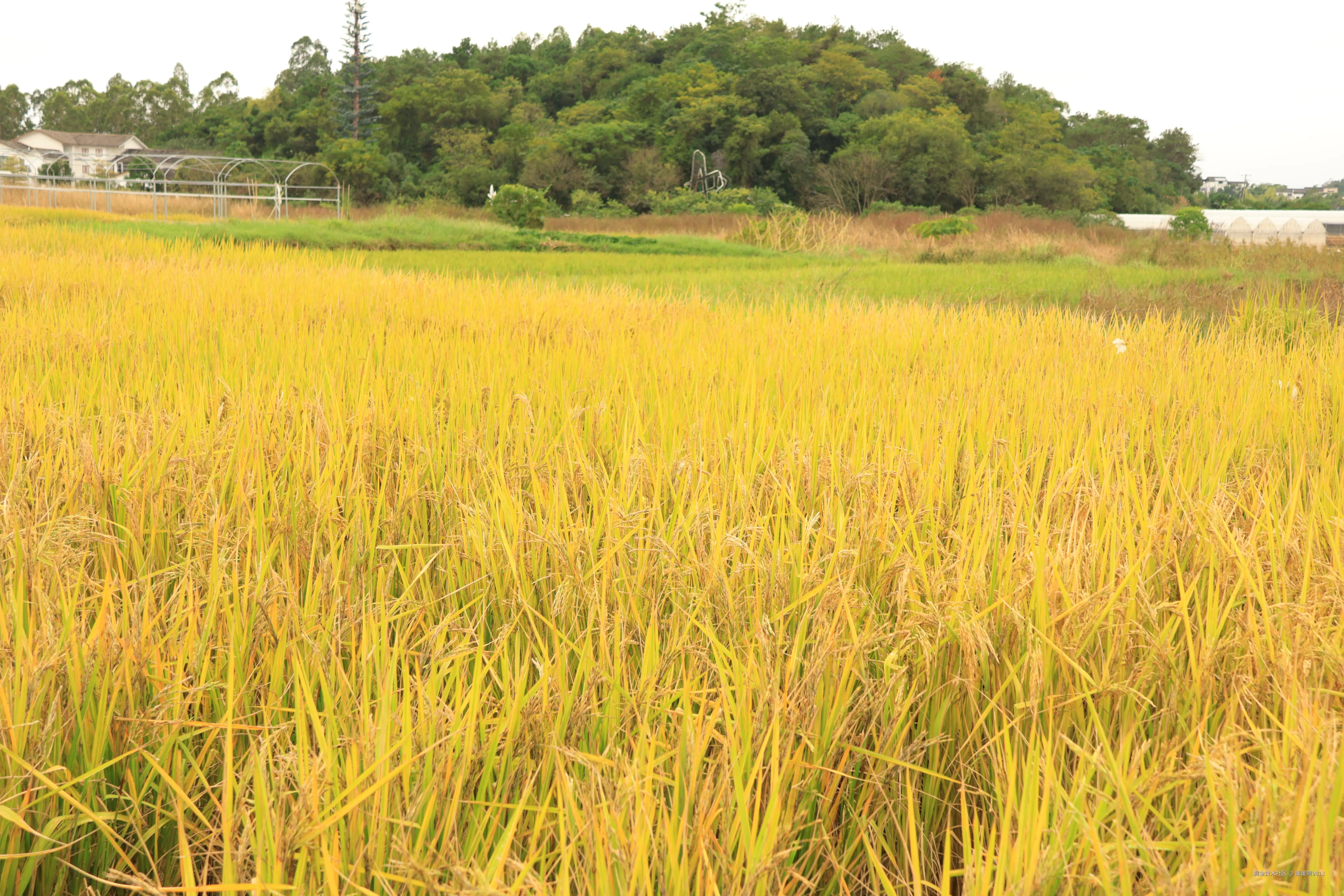 媛媛啊9813于2025-11-09 21:29发布的图片