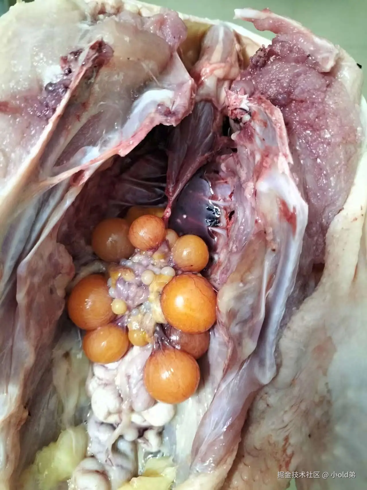 小old弟于2025-07-22 09:26发布的图片