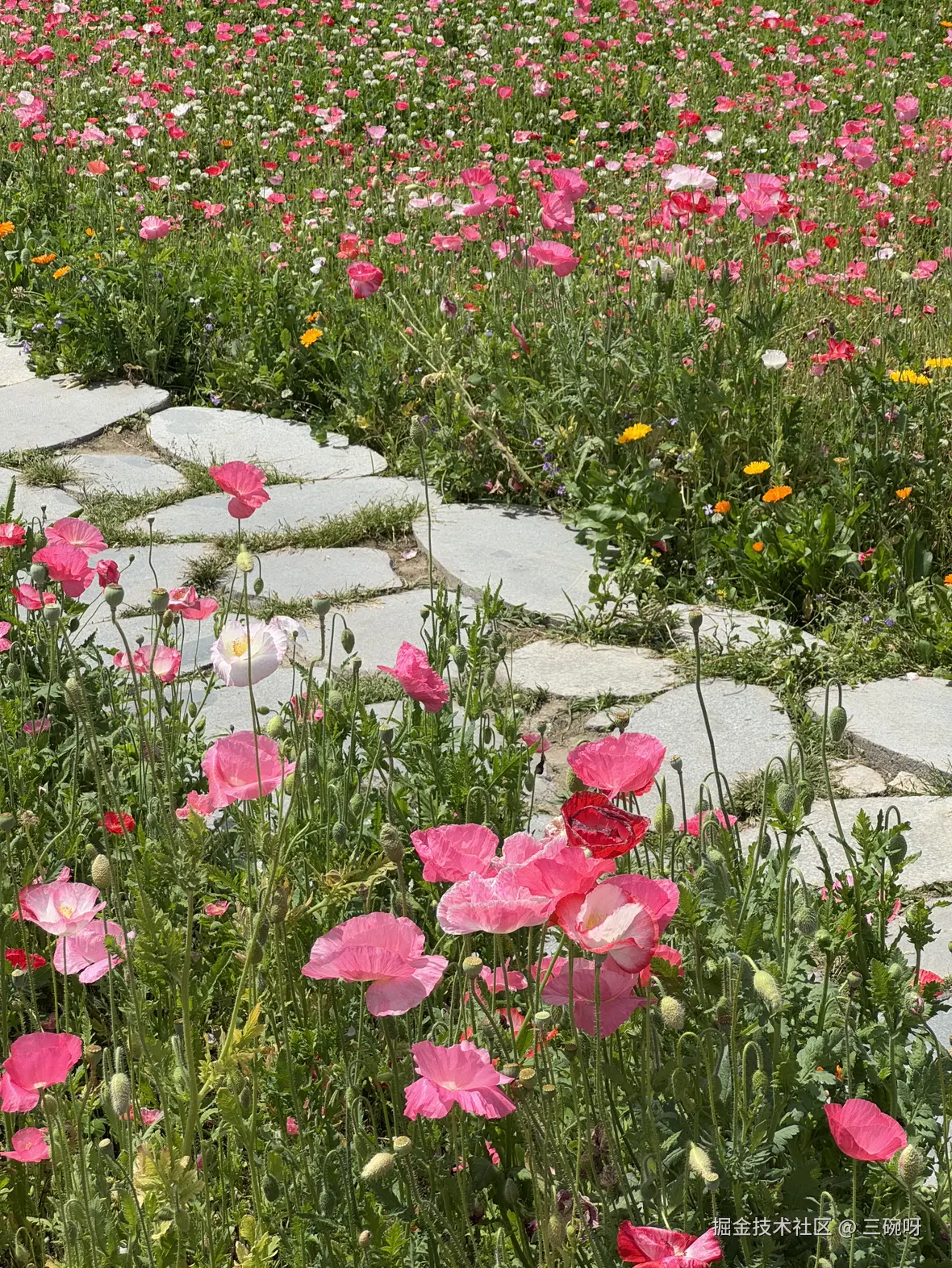 三碗呀于2025-05-08 07:17发布的图片