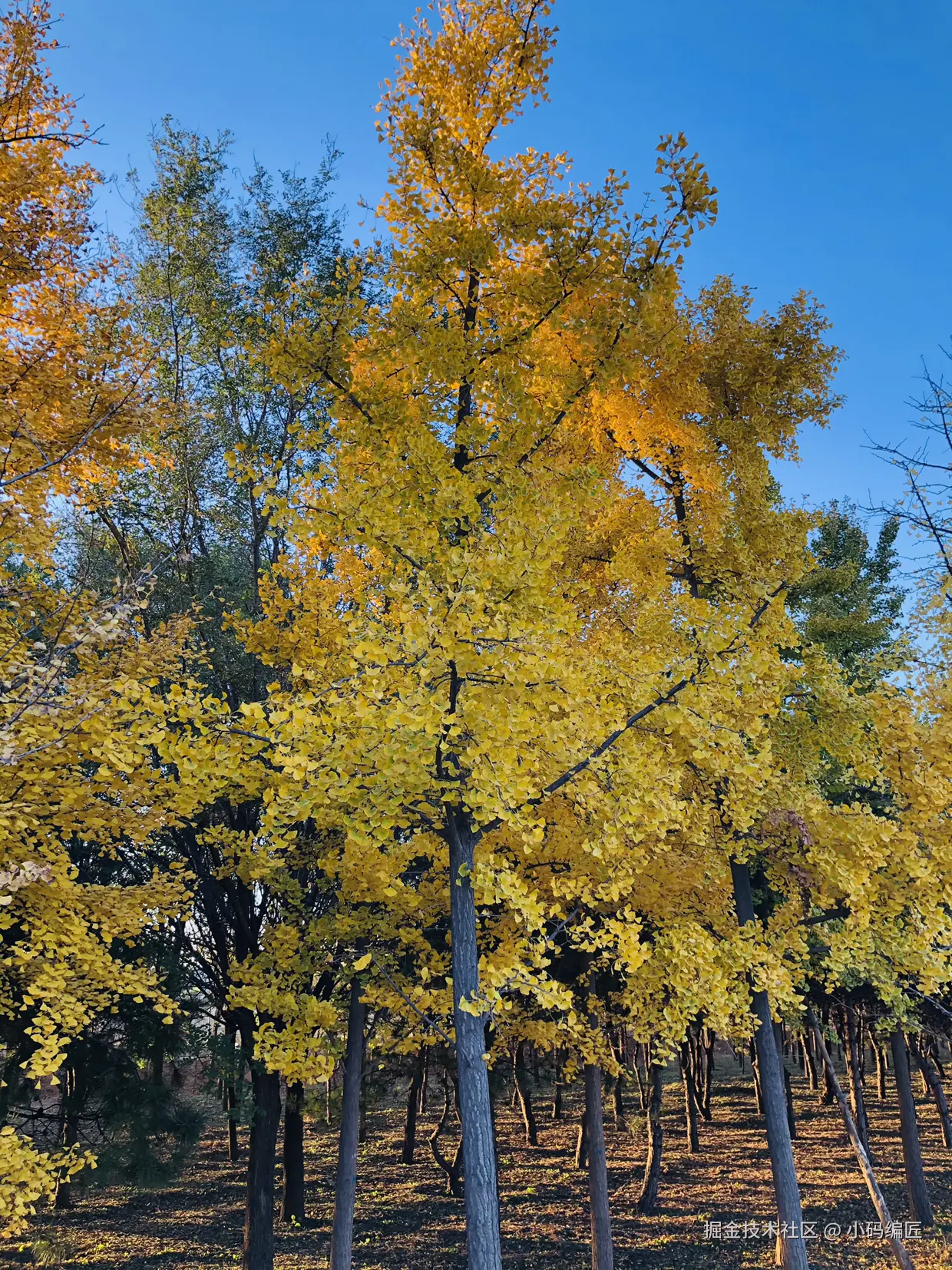 小码编匠于2024-11-03 19:52发布的图片