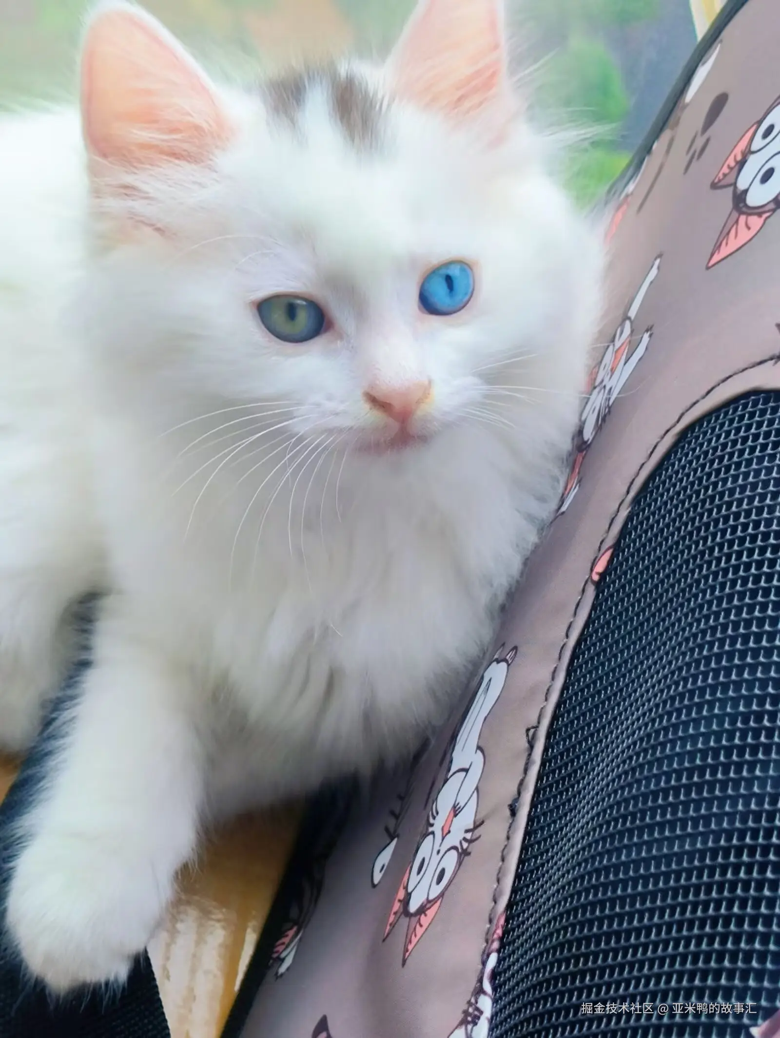 亚米鸭的故事汇于2025-06-19 11:05发布的图片