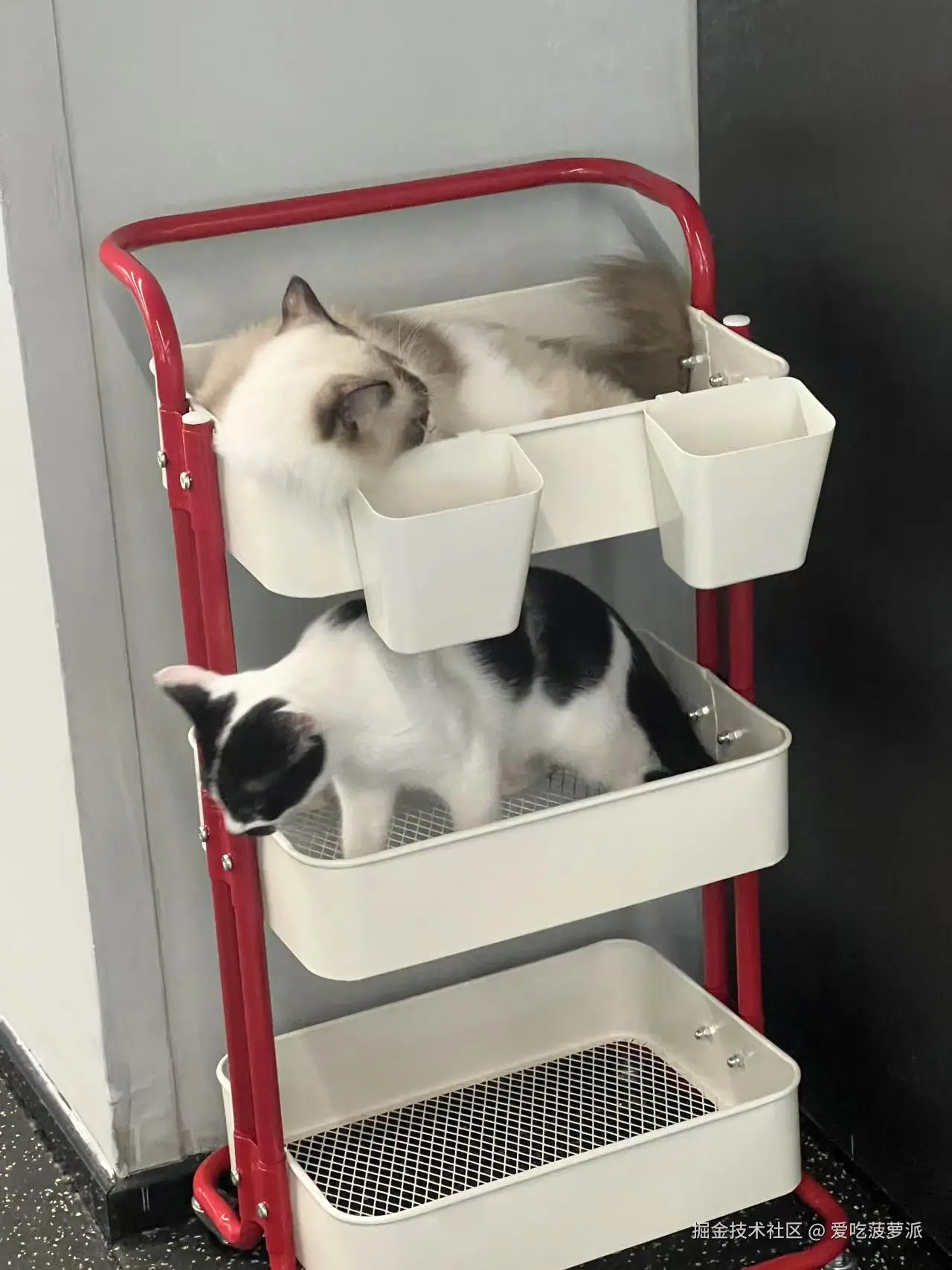 爱吃菠萝派于2025-06-30 11:11发布的图片