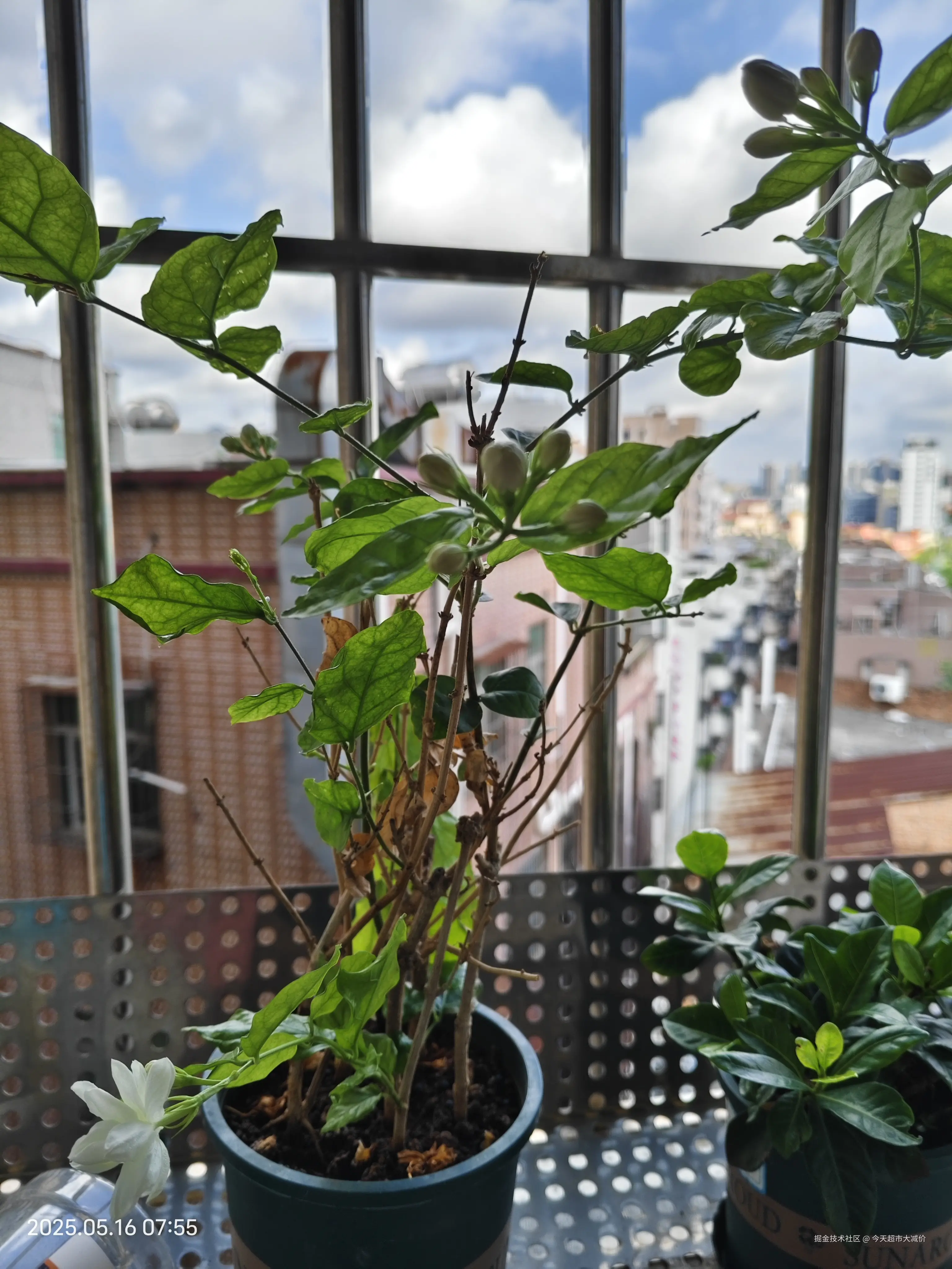 今天超市大减价于2025-05-16 10:41发布的图片