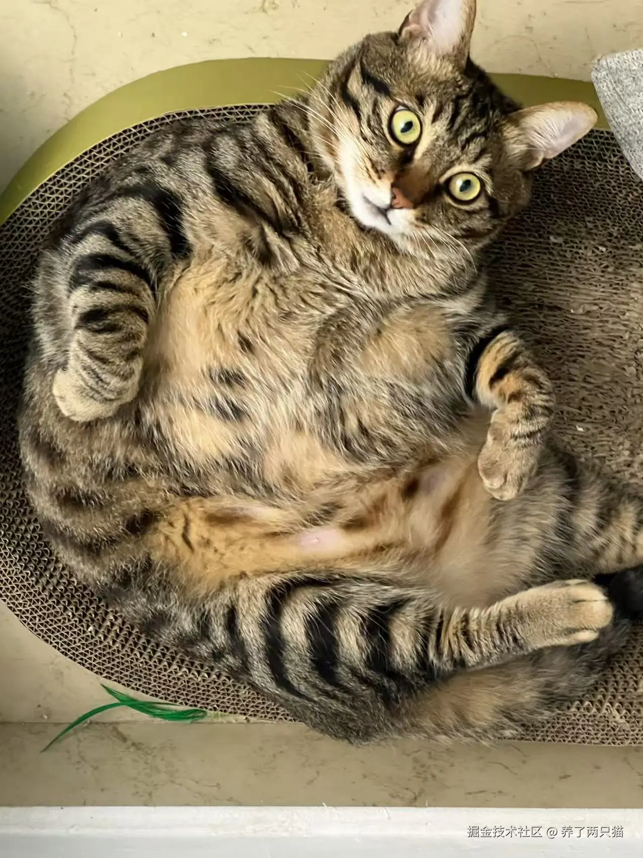 养了两只猫于2025-04-17 16:57发布的图片