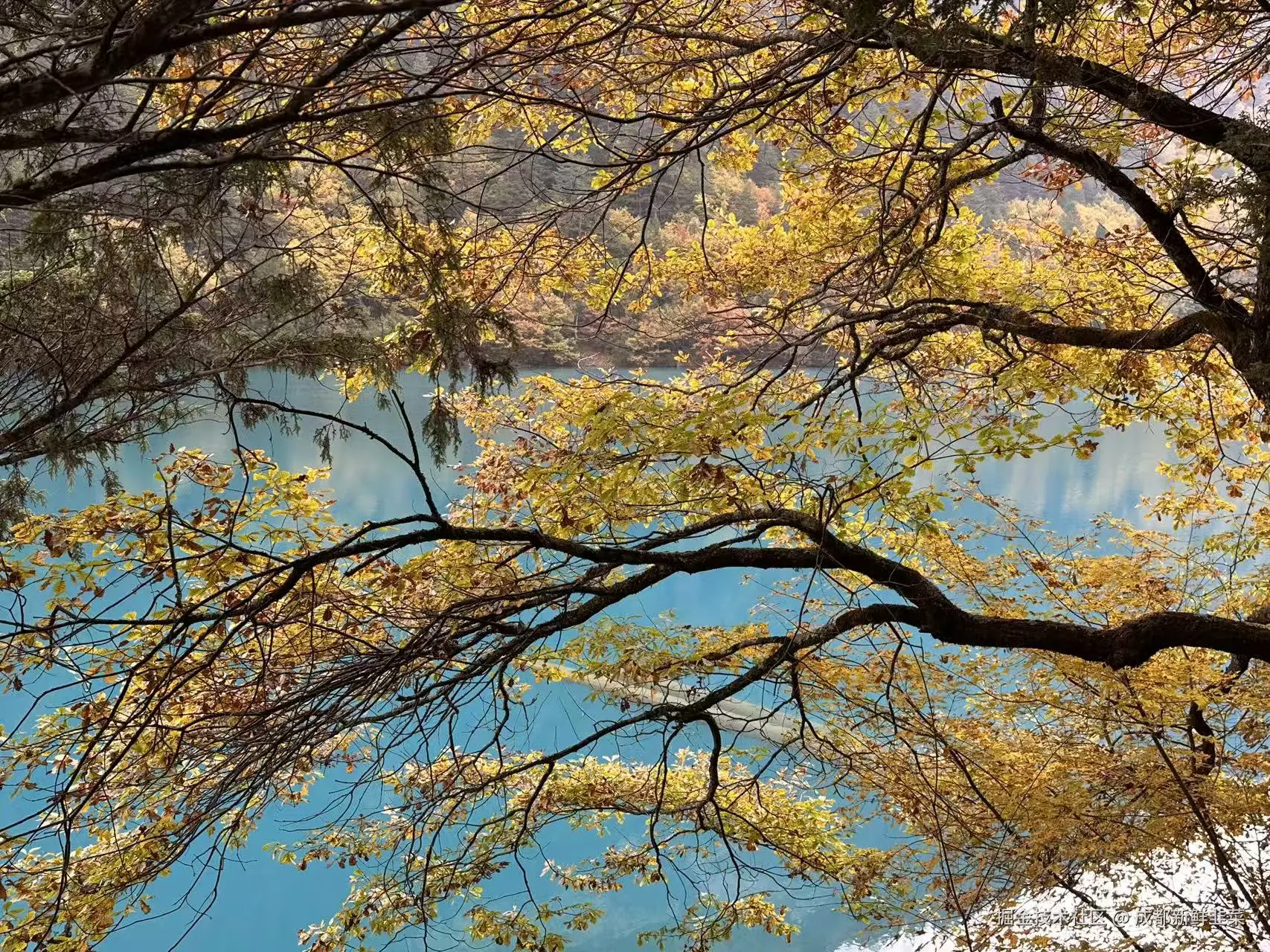 成都新鲜韭菜于2025-11-03 02:42发布的图片