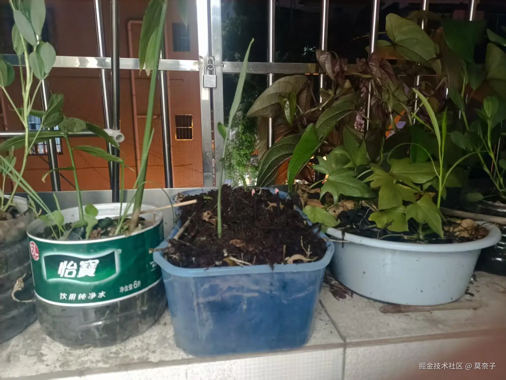 莫奈子于2025-06-05 22:34发布的图片