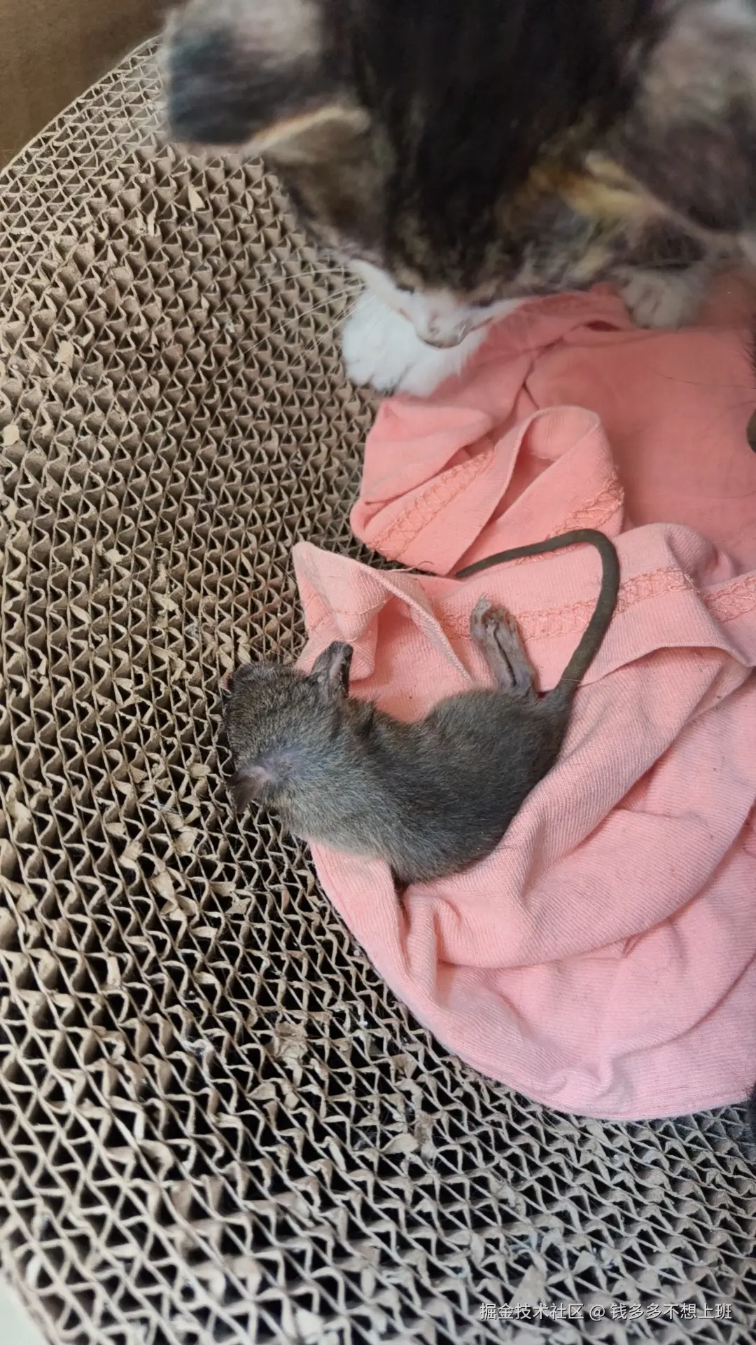 钱多多不想上班于2025-05-26 09:33发布的图片