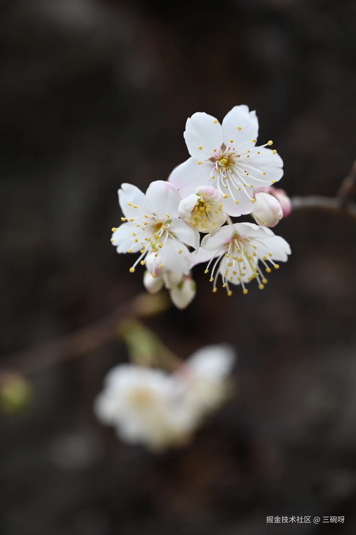 三碗呀于2025-02-17 16:01发布的图片