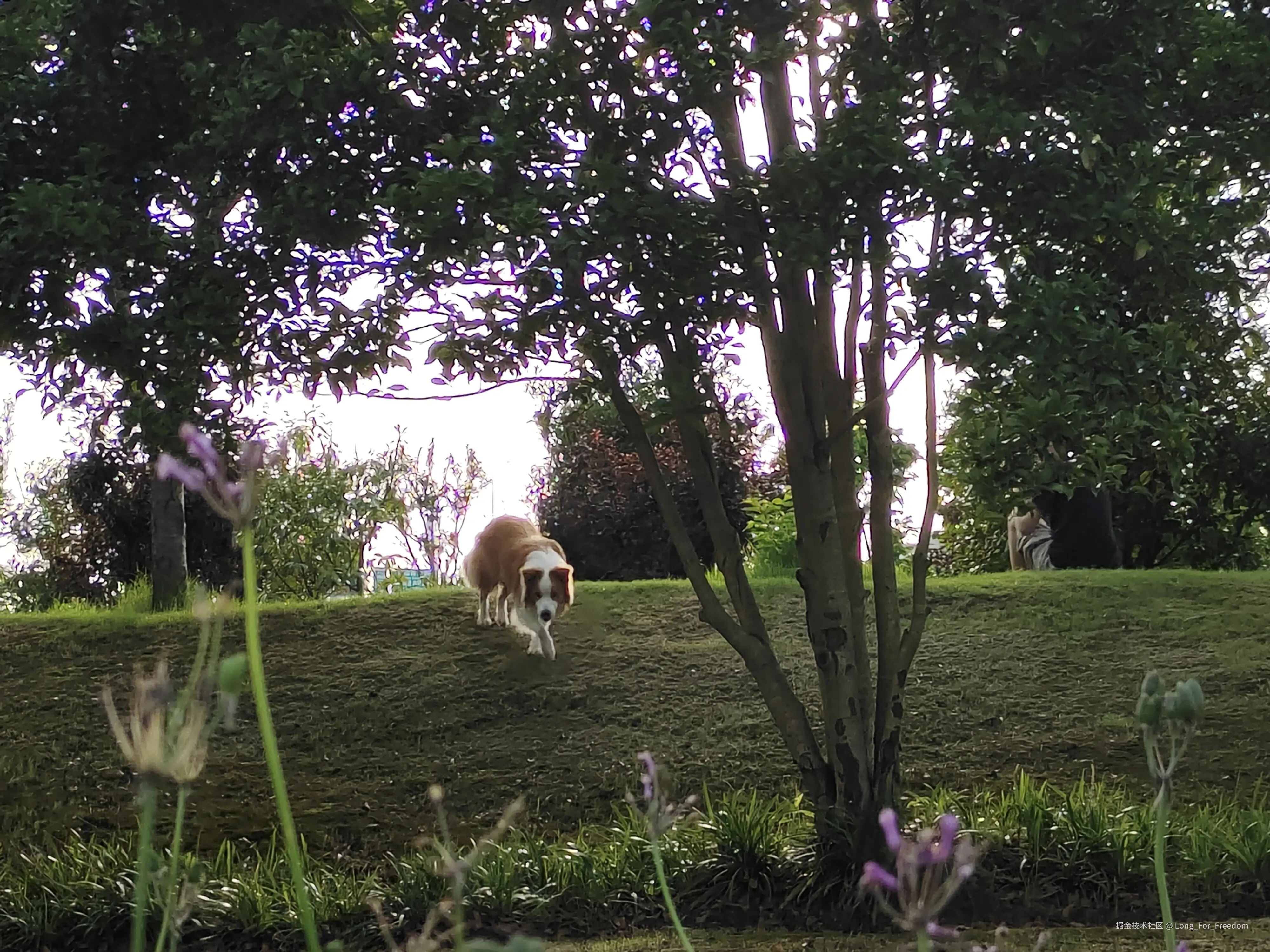 Long_For_Freedom于2025-06-16 17:43发布的图片