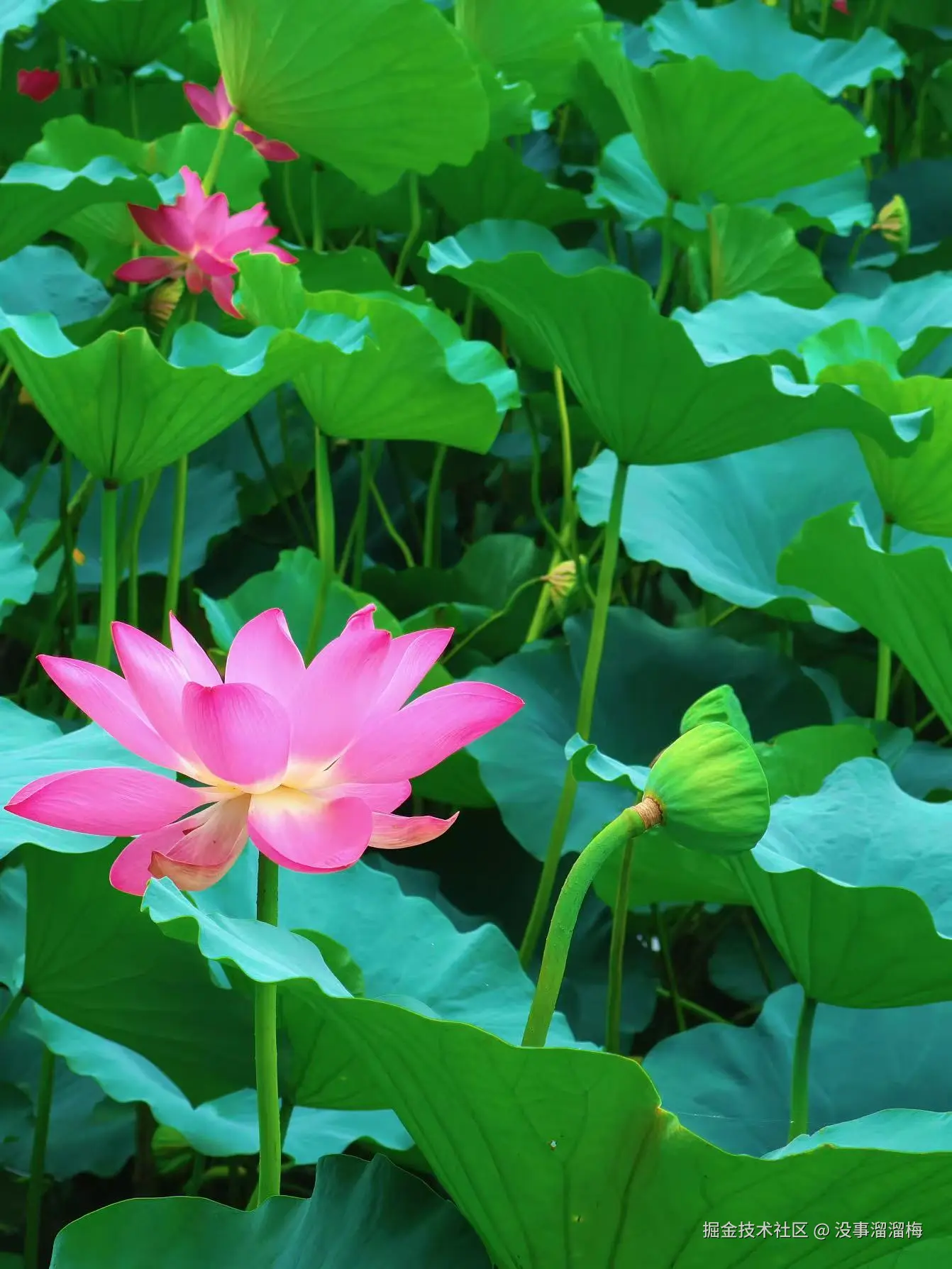 没事溜溜梅于2025-08-06 07:43发布的图片