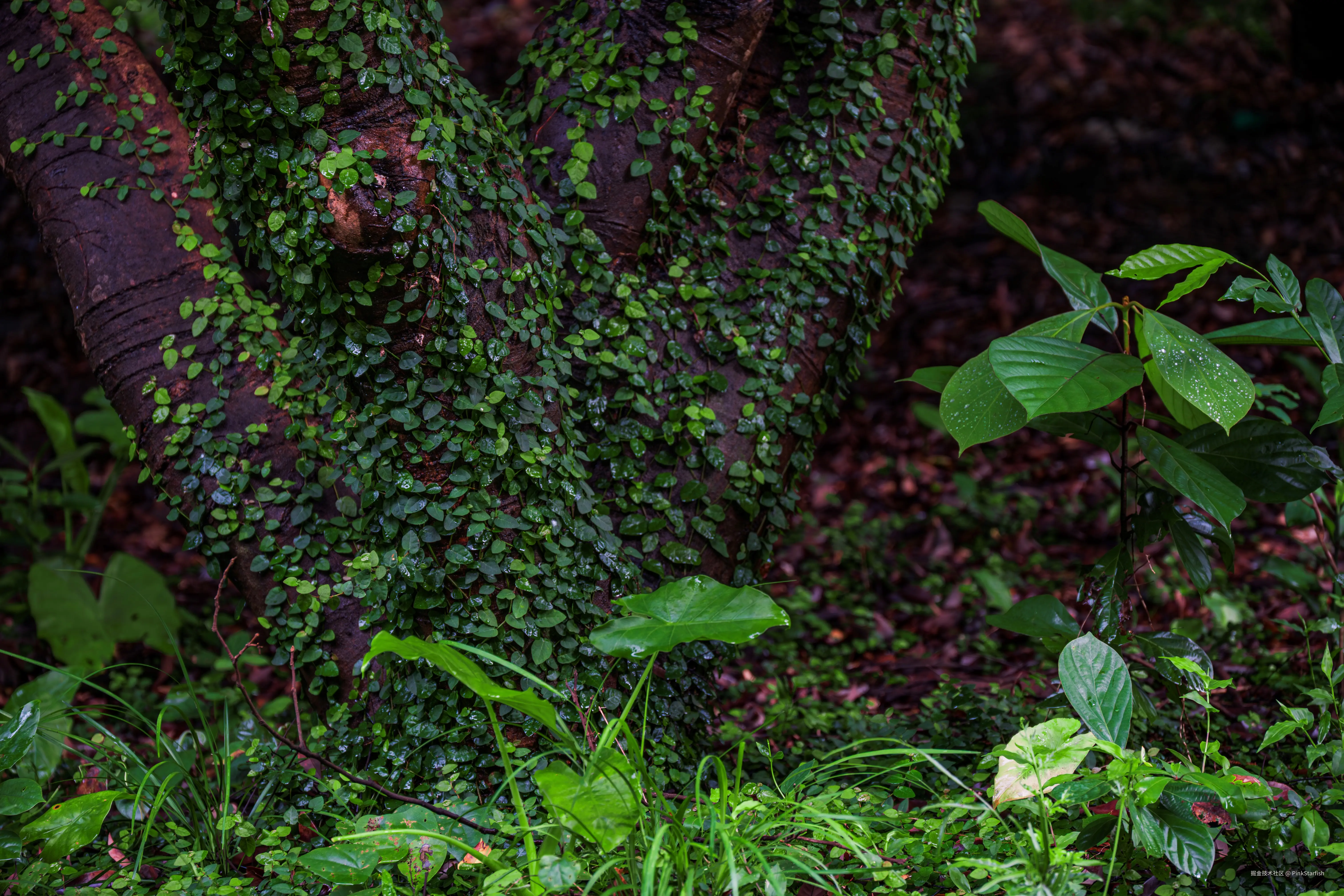 PinkStarfish于2025-07-02 11:30发布的图片