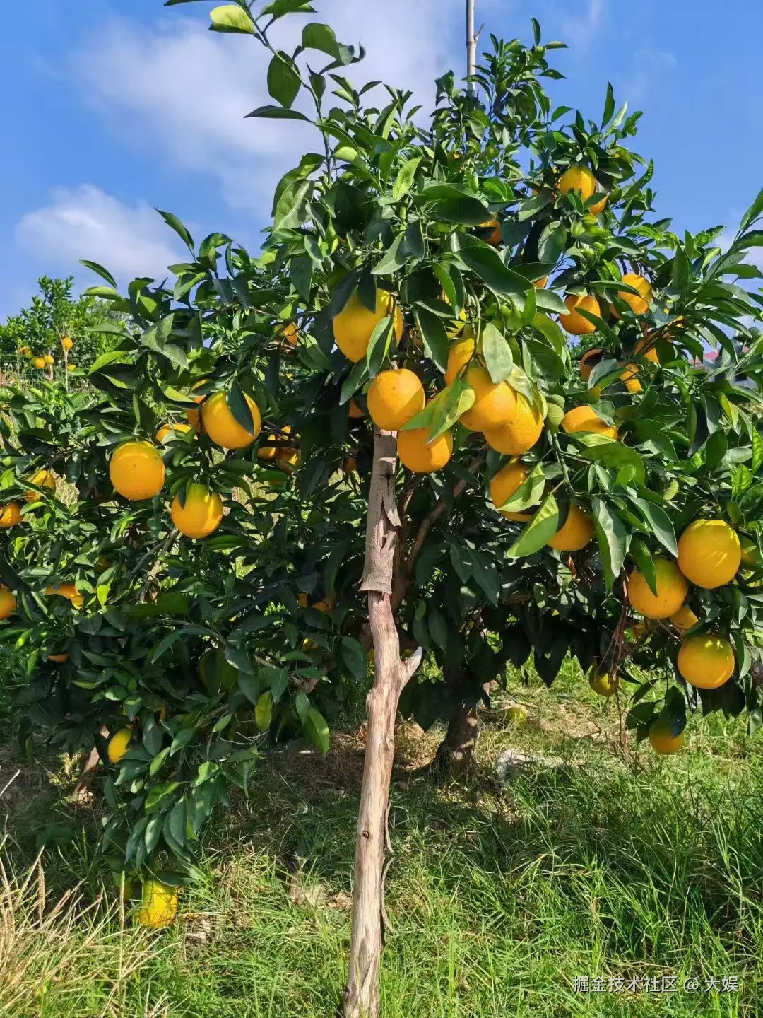 大娱于2024-11-21 15:23发布的图片