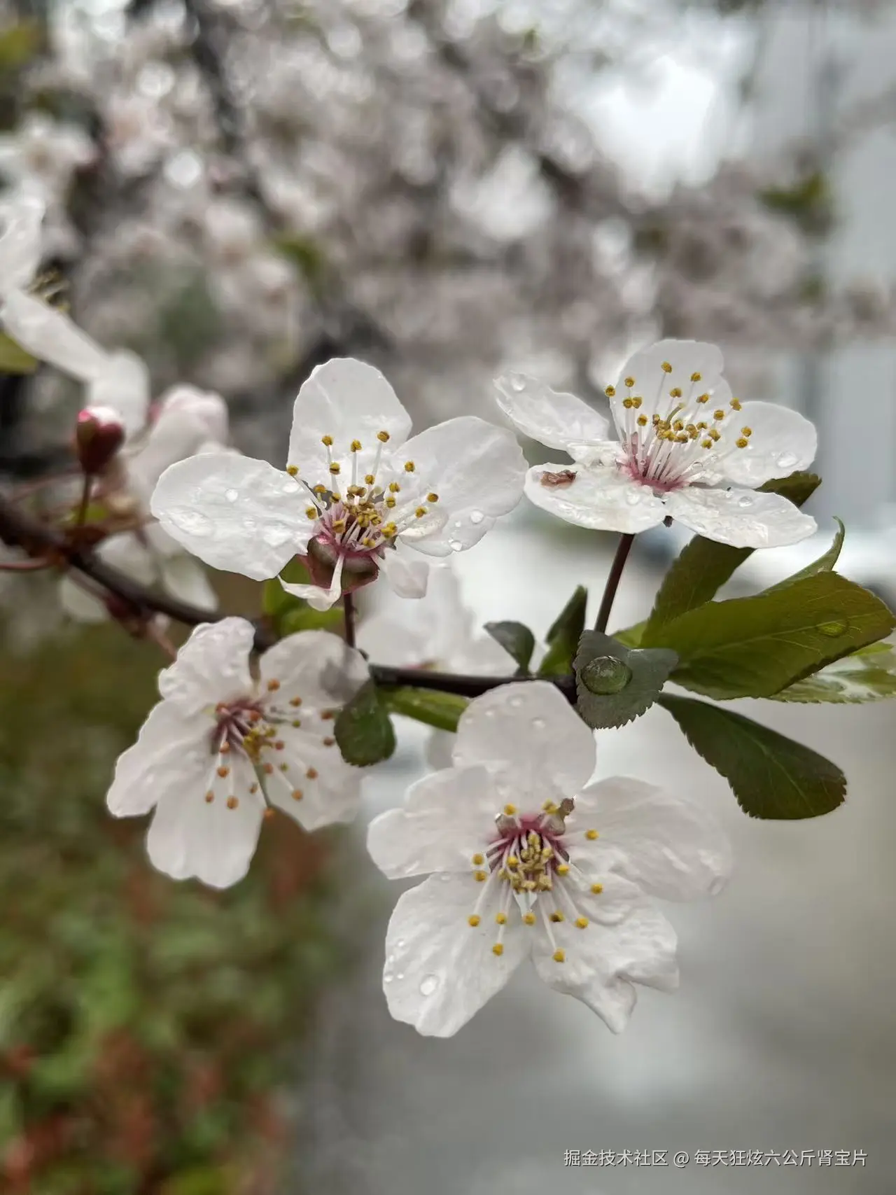 每天狂炫六公斤肾宝片于2026-03-13 17:57发布的图片