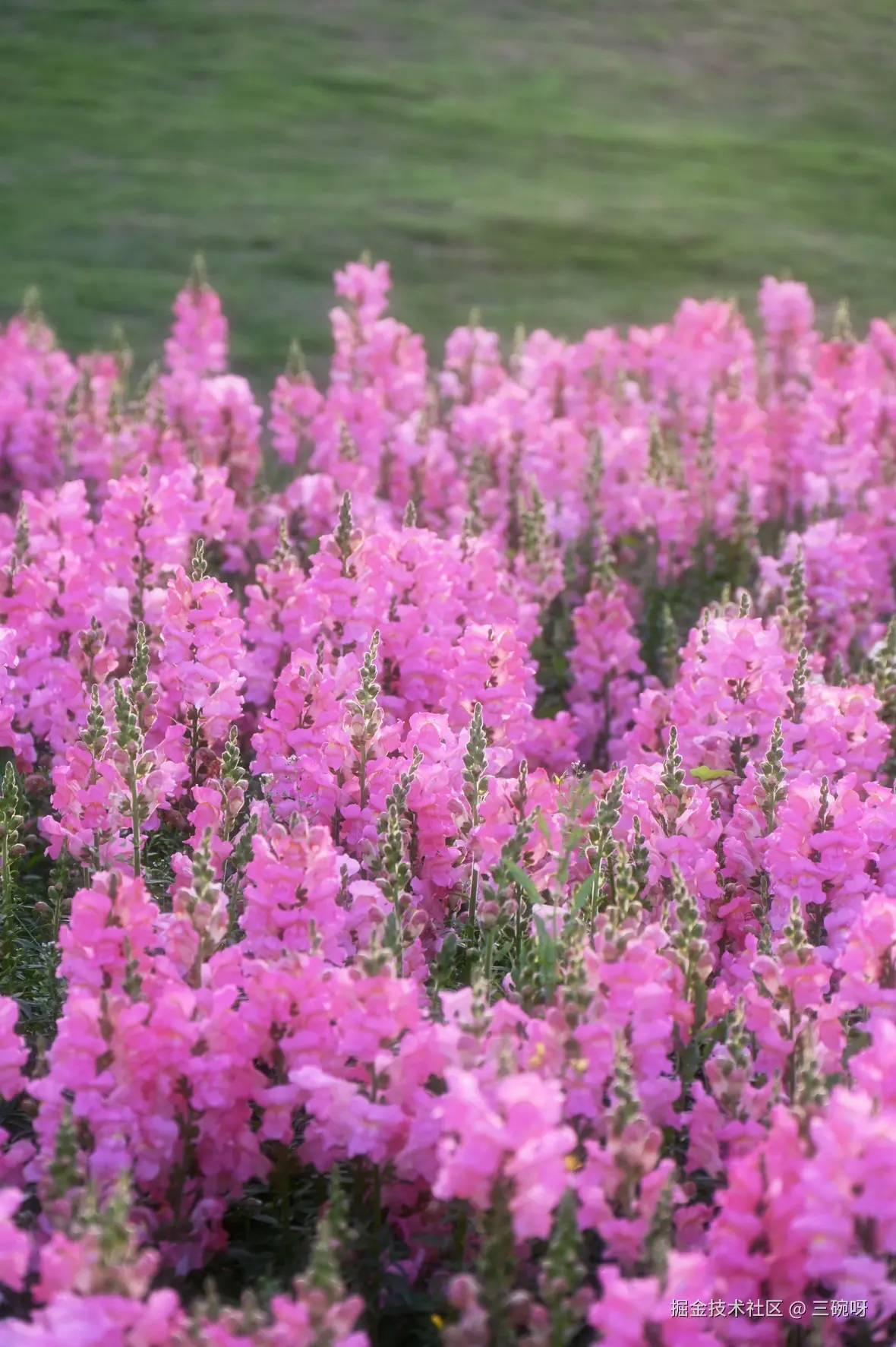 三碗呀于2025-04-18 11:13发布的图片