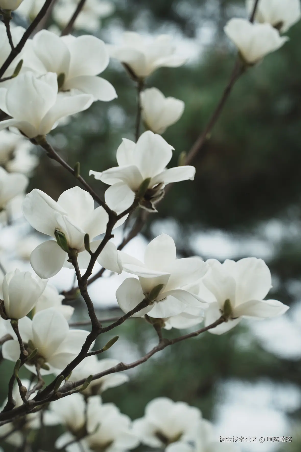 啊略略略于2025-03-24 10:24发布的图片