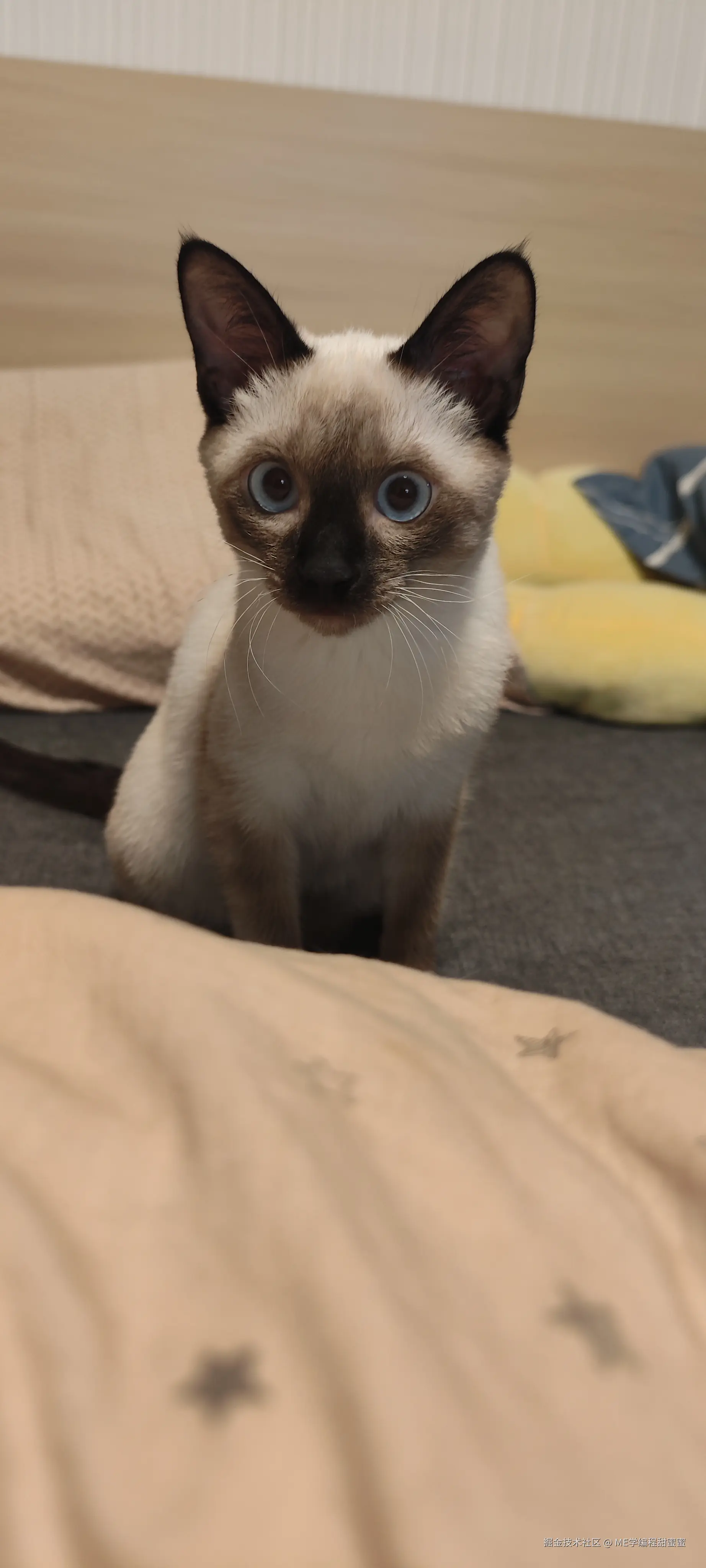 ME学编程甜蜜蜜于2024-07-18 16:20发布的图片