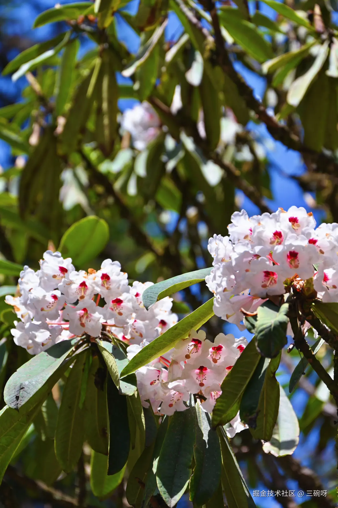 三碗呀于2025-04-22 10:05发布的图片