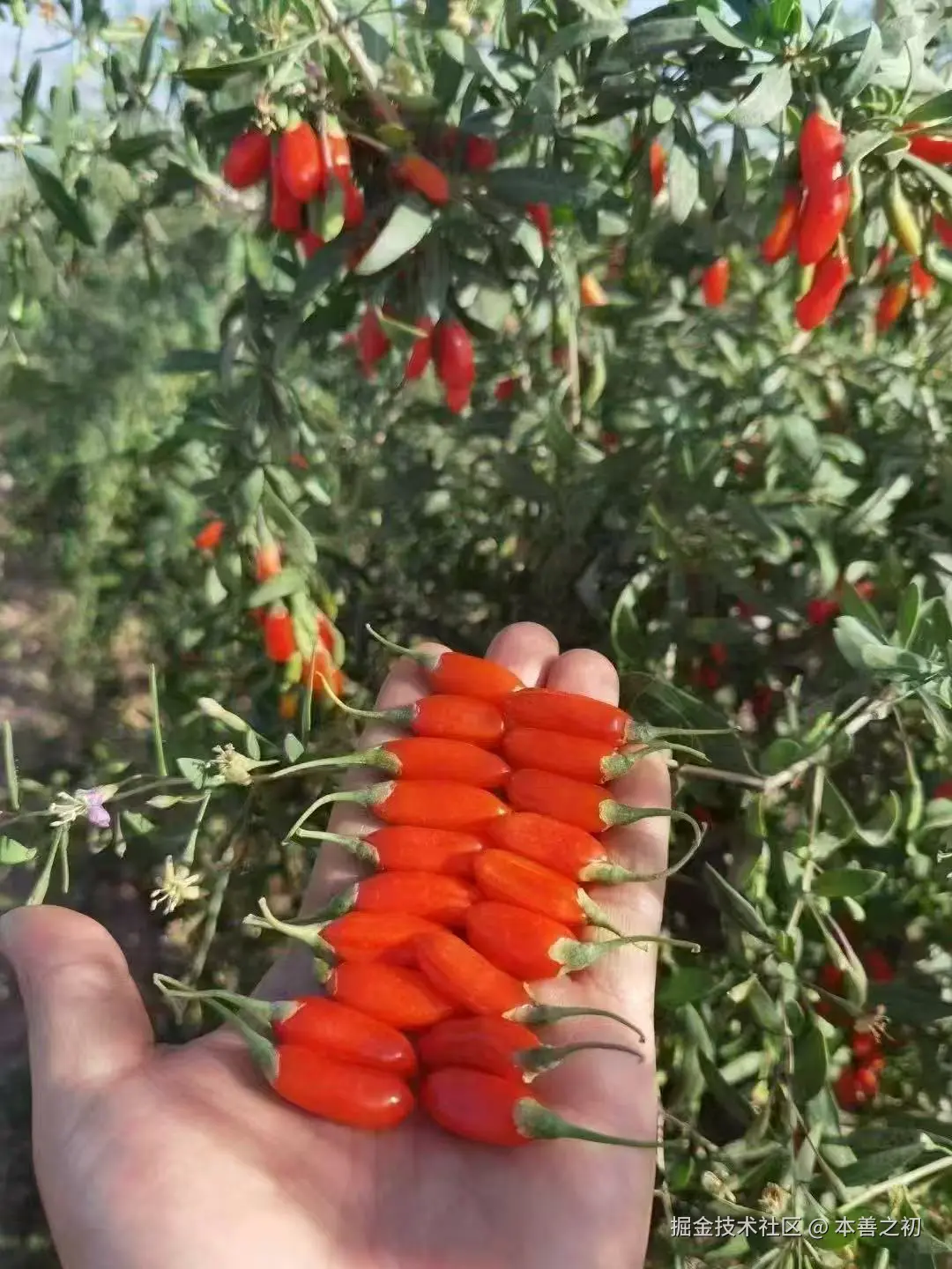 本善之初于2025-06-13 16:10发布的图片