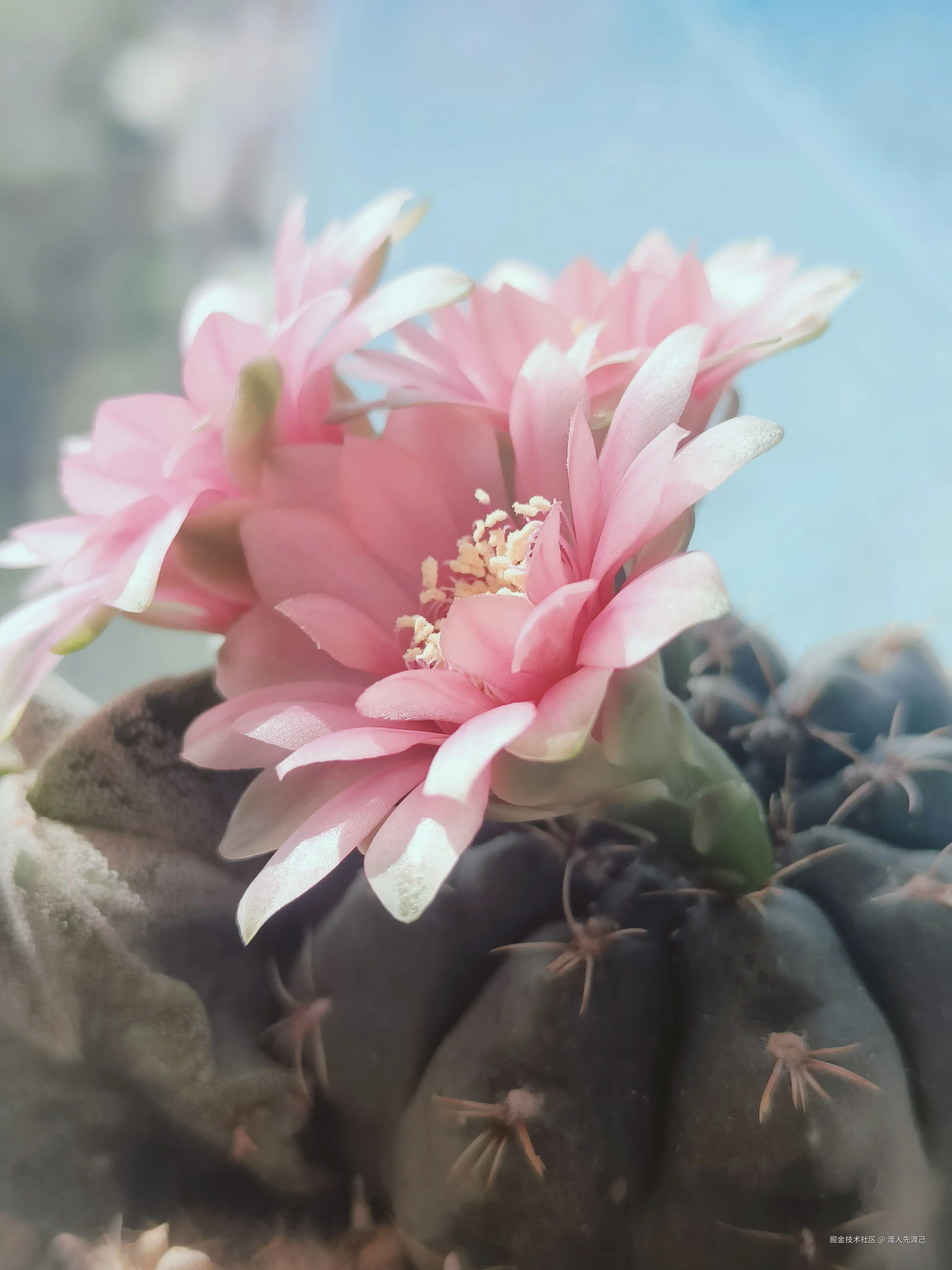 渡人先渡己于2025-04-27 09:33发布的图片