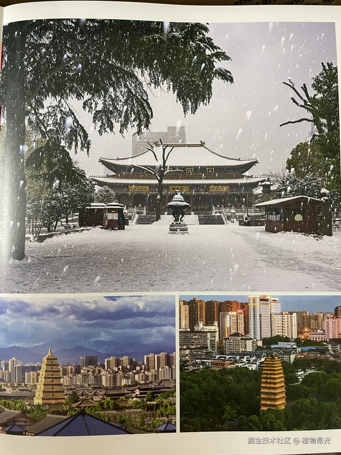 植物昂光于2026-03-31 21:07发布的图片