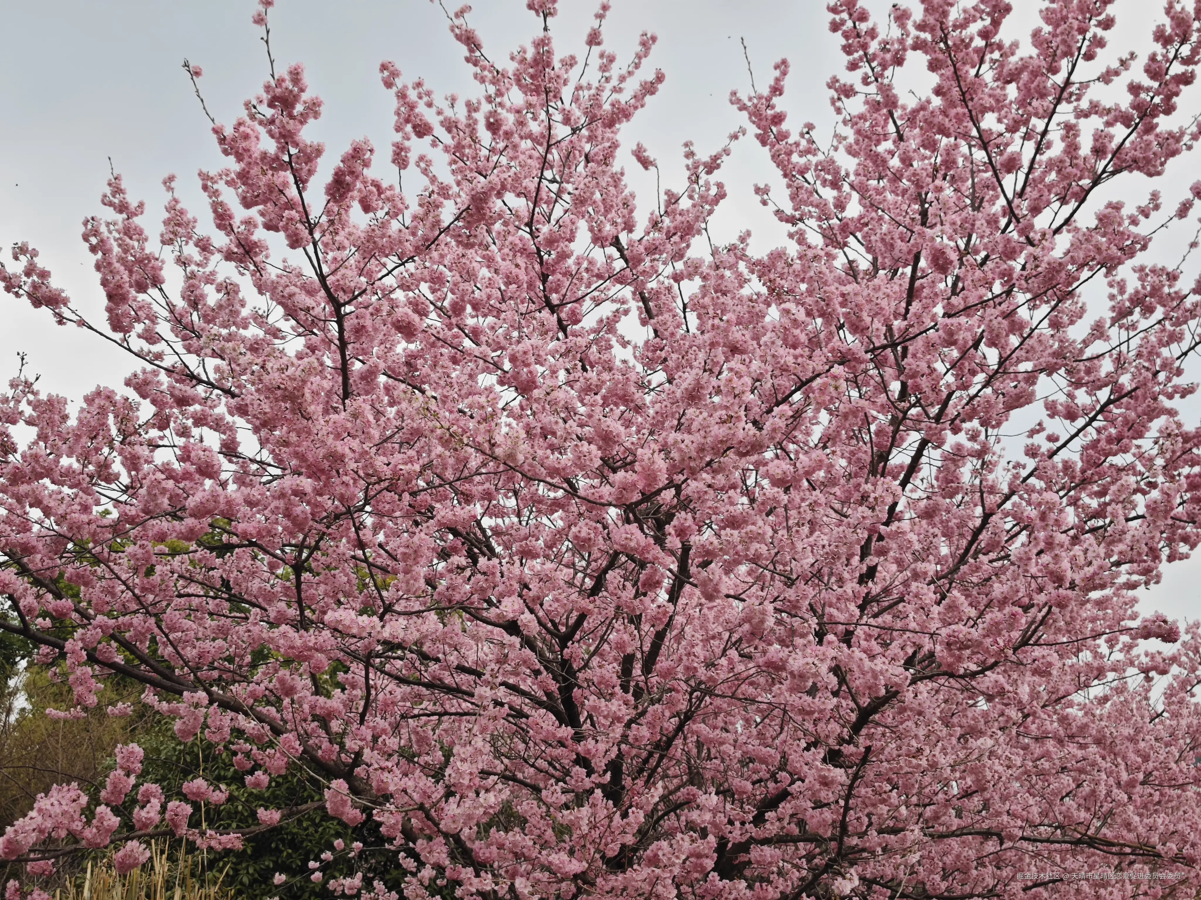 天晴市星晴区恋爱促进委员会委员于2025-03-03 02:35发布的图片