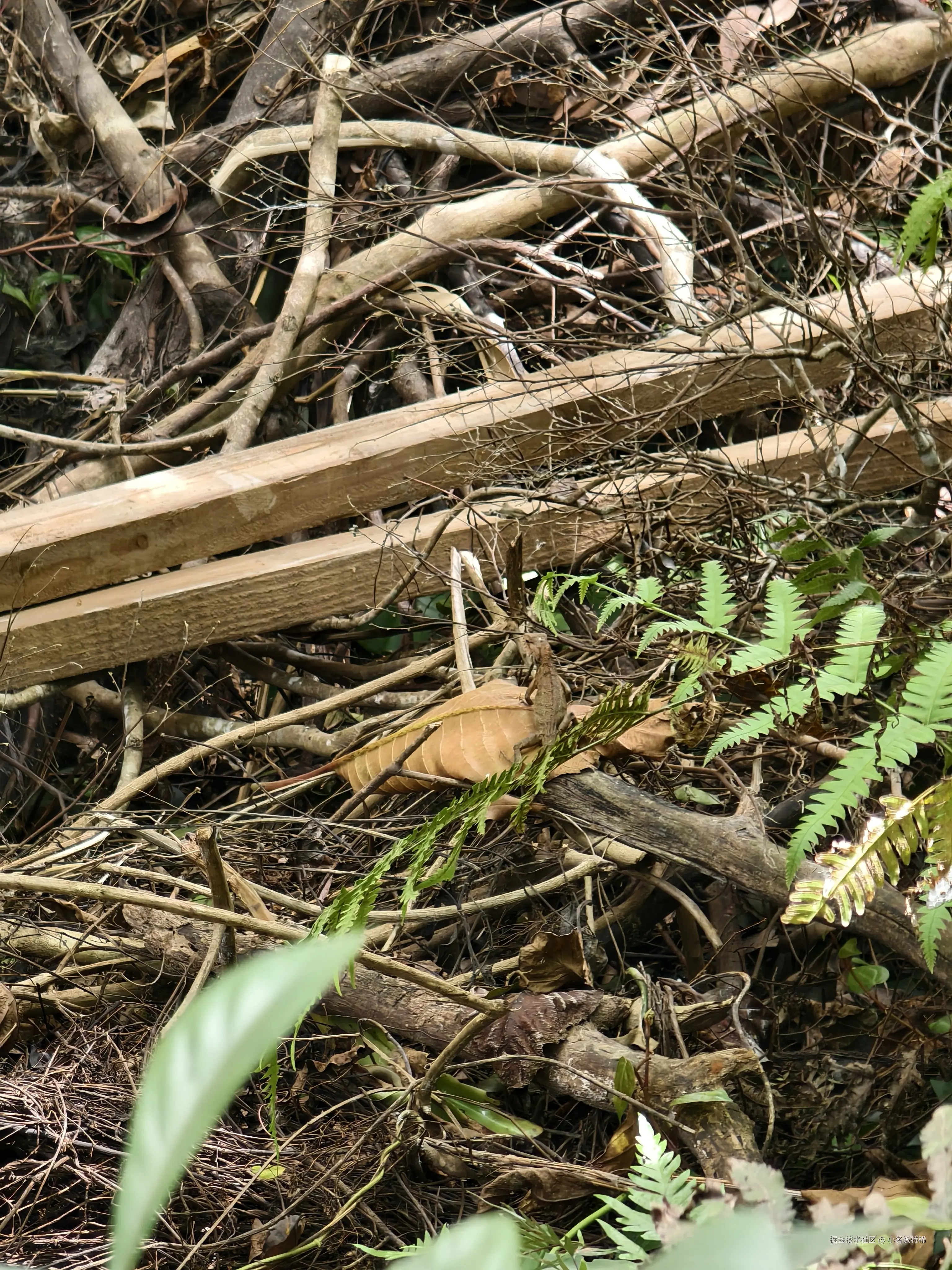 小名饭特稀于2025-05-19 10:00发布的图片