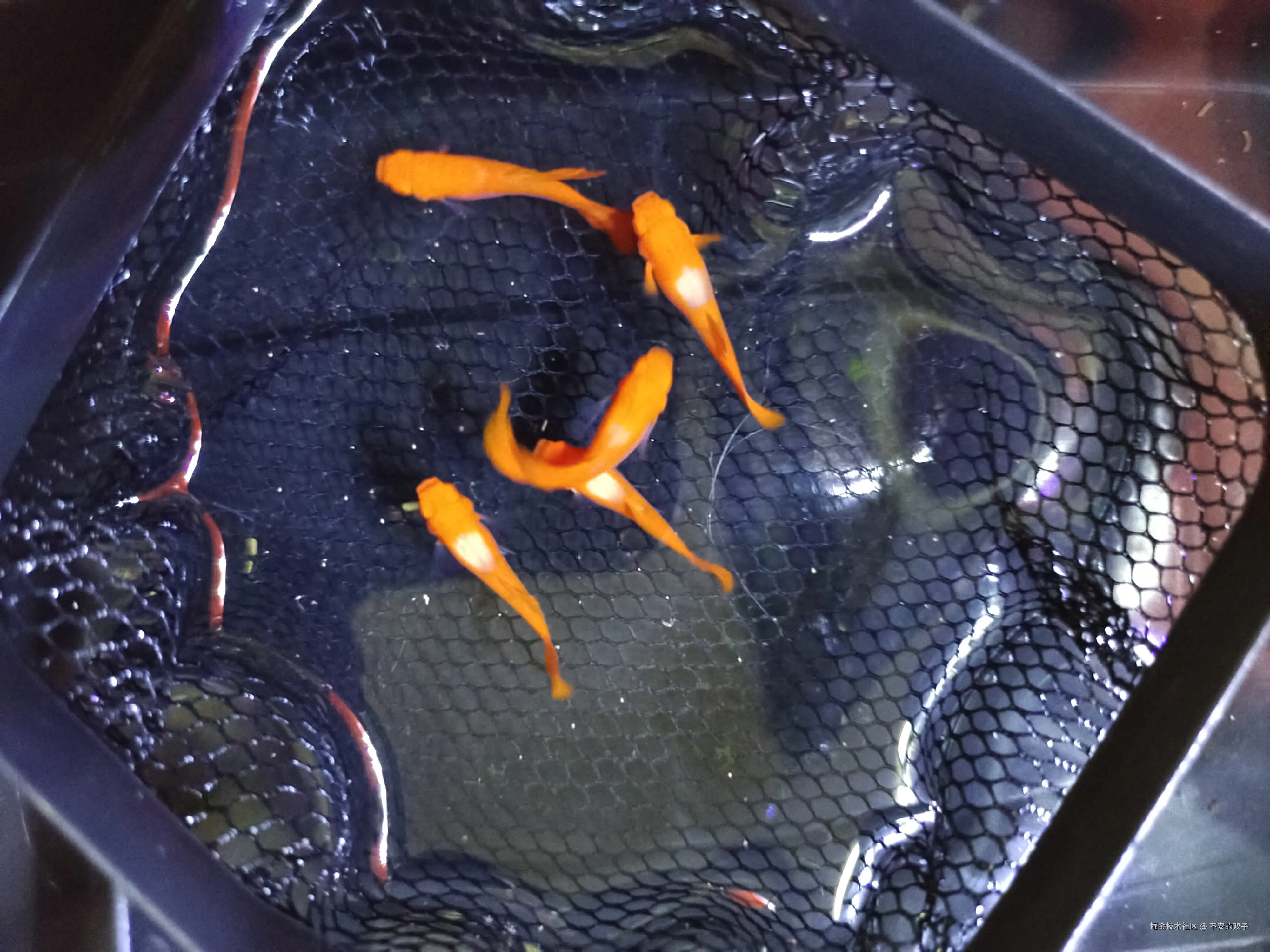 不安的双子于2024-08-26 10:46发布的图片