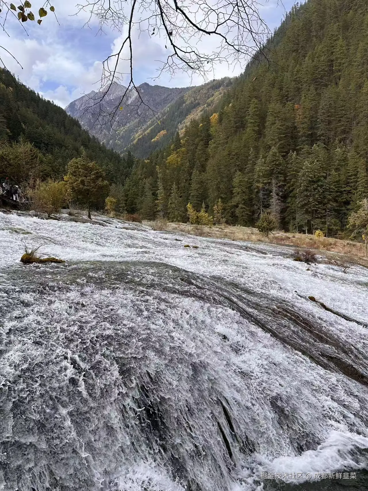 成都新鲜韭菜于2025-11-03 02:42发布的图片