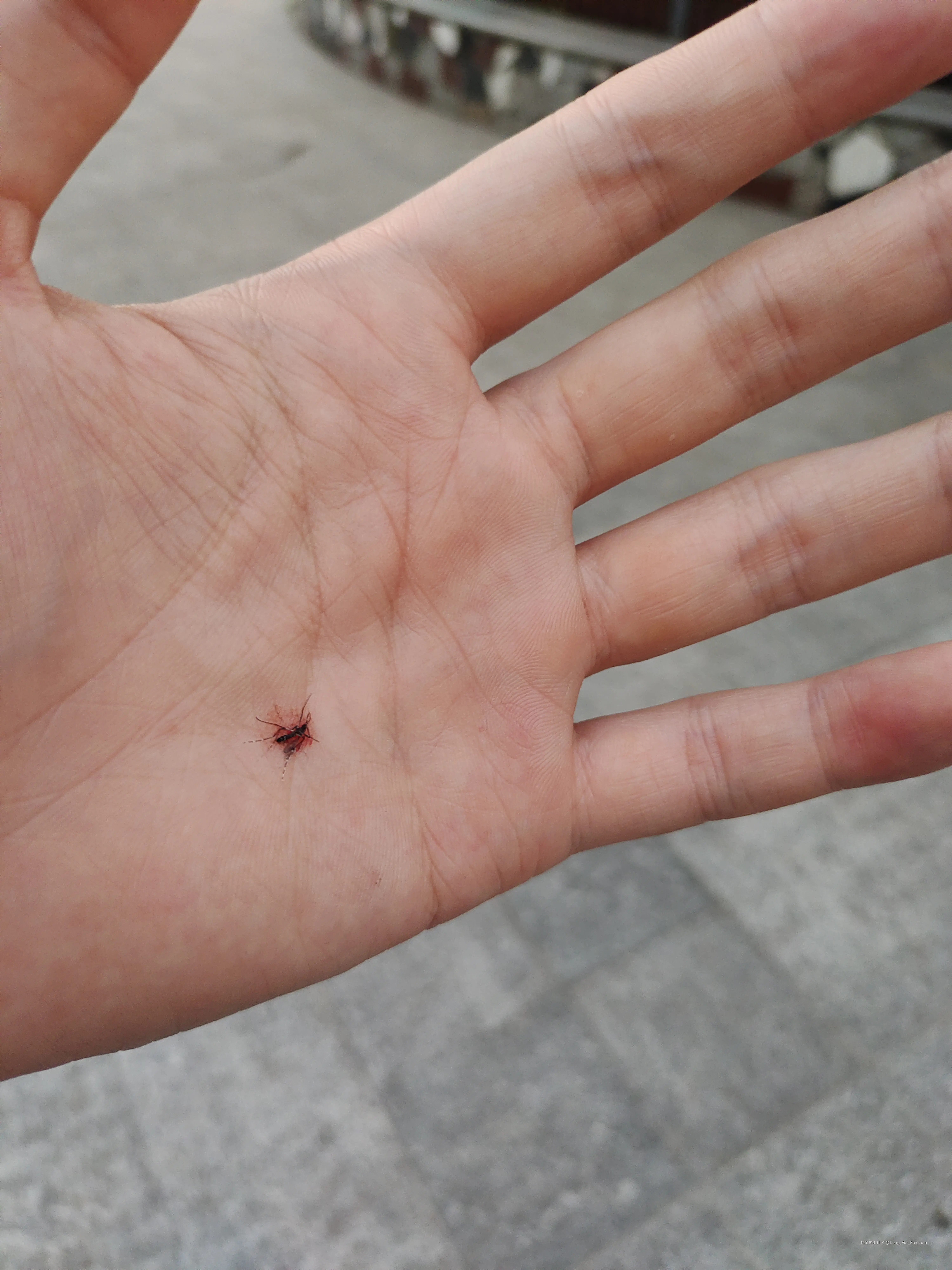 Long_For_Freedom于2025-07-03 19:11发布的图片