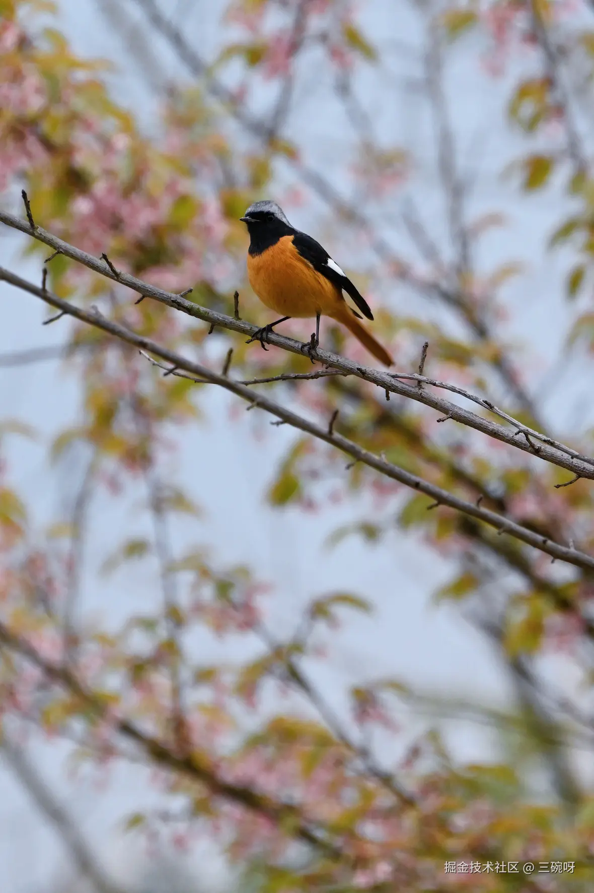 三碗呀于2025-02-10 13:44发布的图片