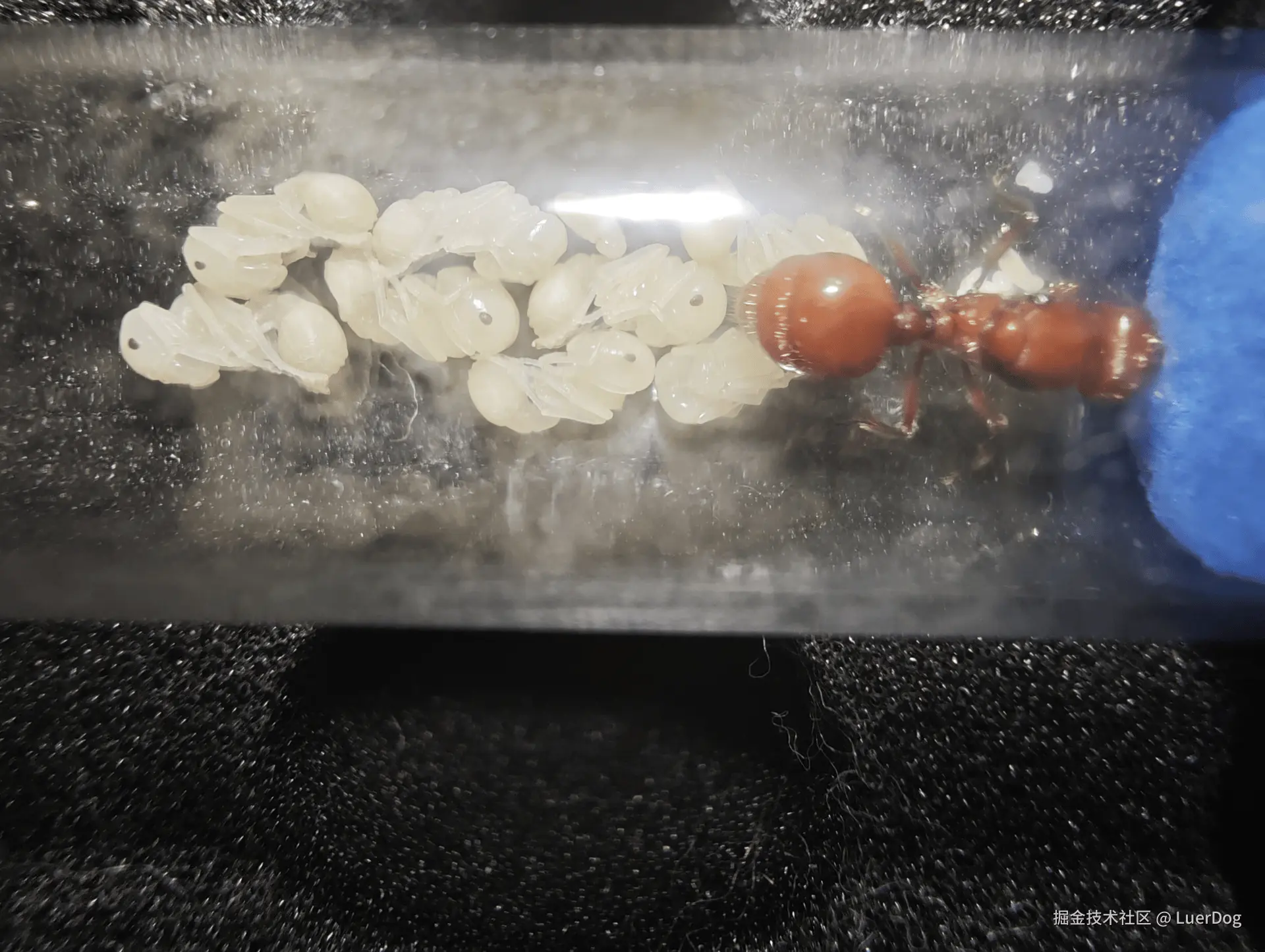 LuerDog于2025-06-23 17:27发布的图片