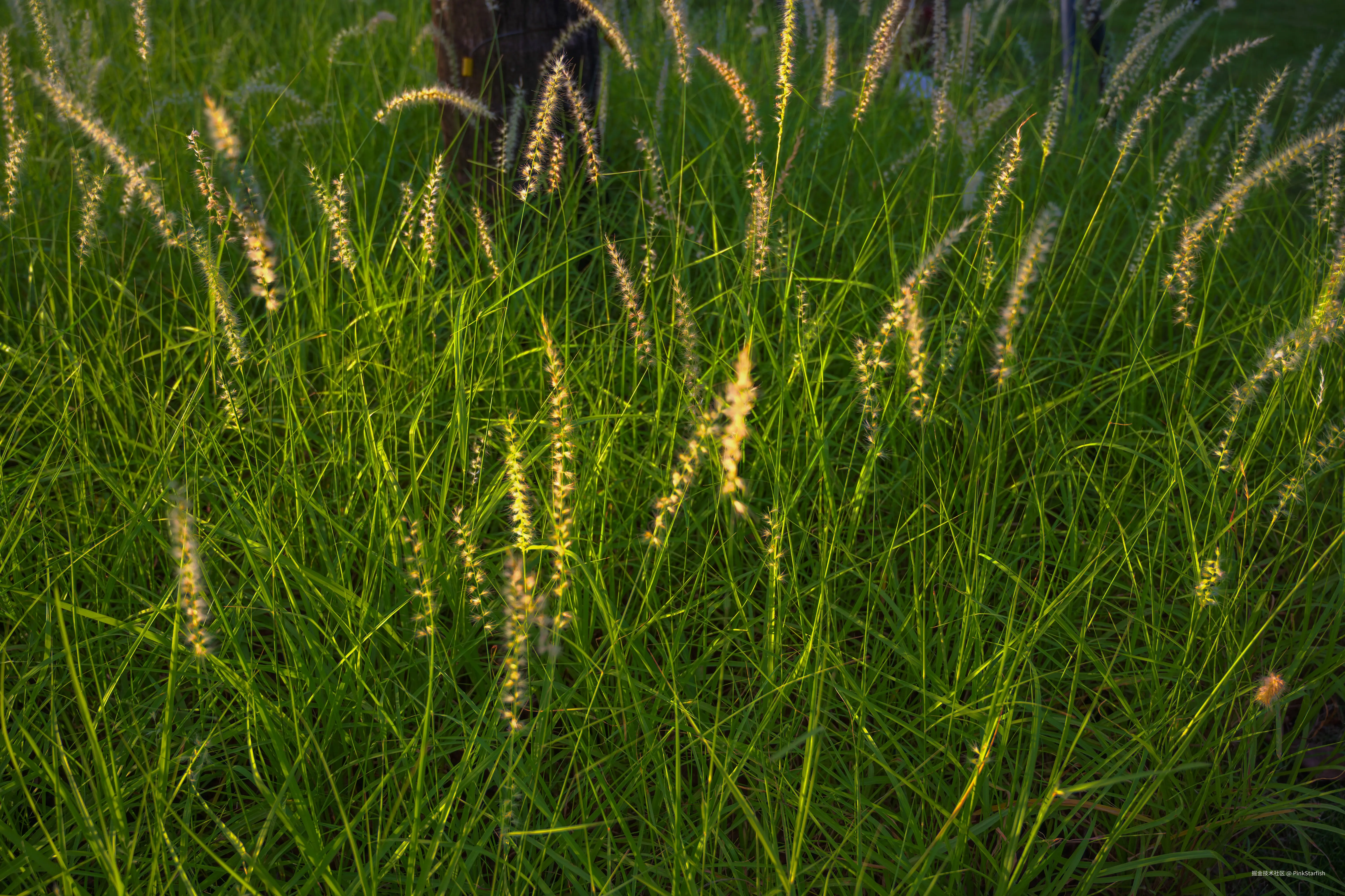 PinkStarfish于2025-06-26 11:35发布的图片