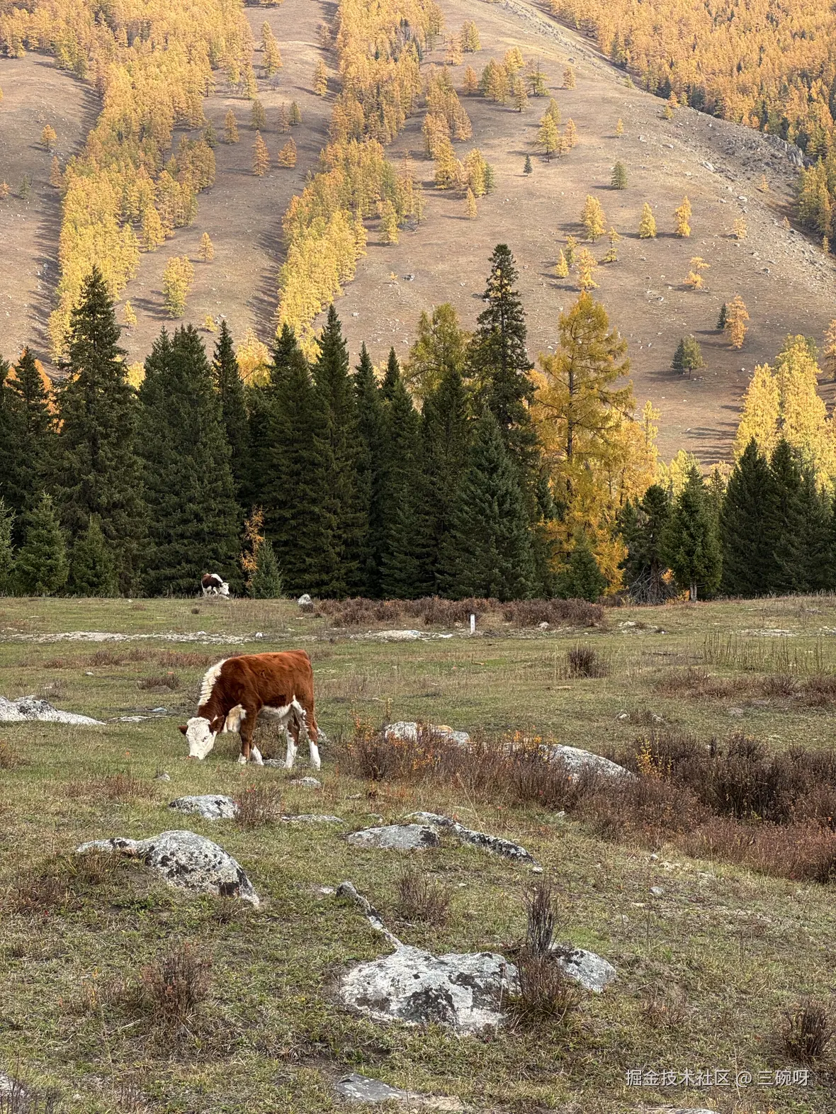 三碗呀于2025-10-22 13:55发布的图片