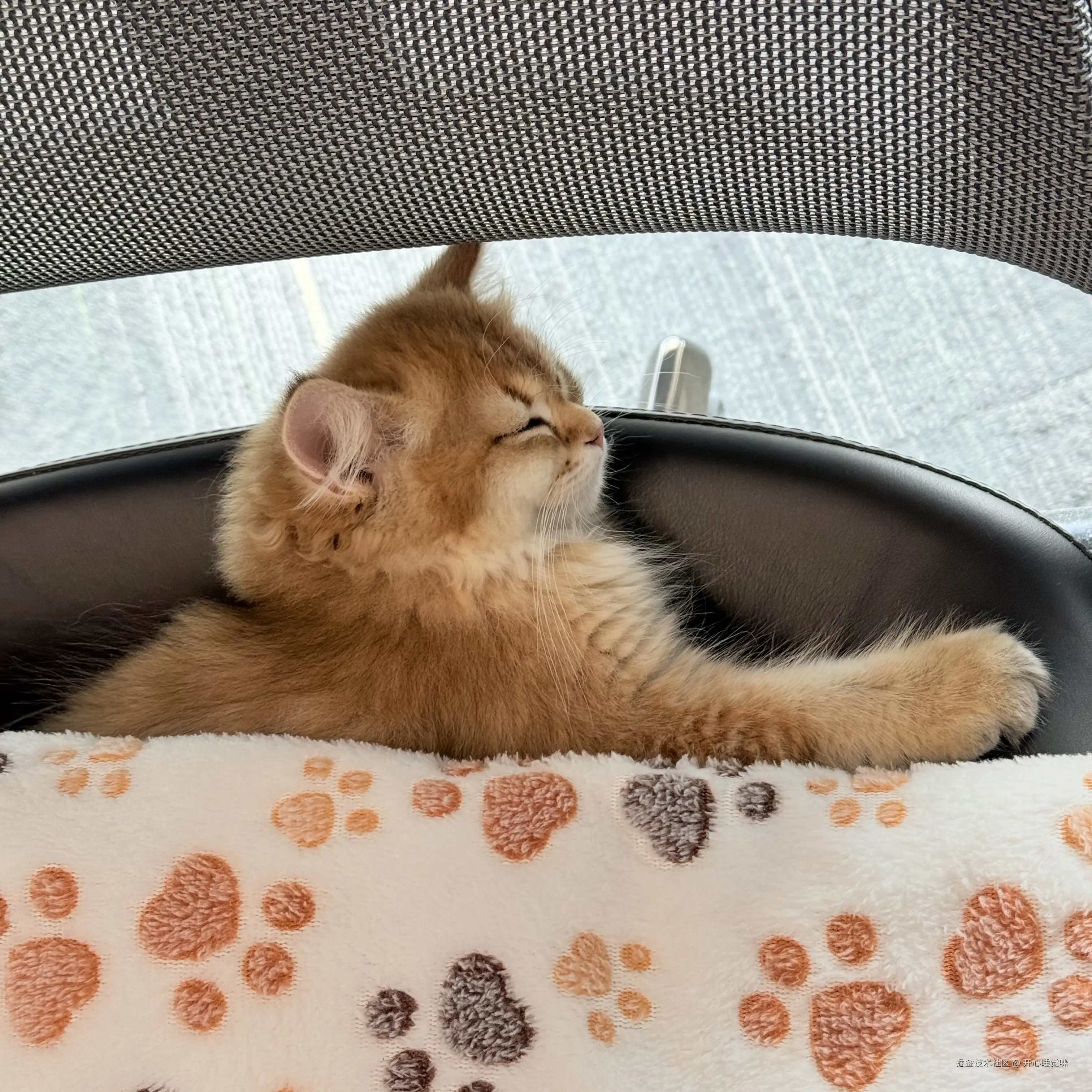 开心睡觉咪于2025-08-14 16:01发布的图片