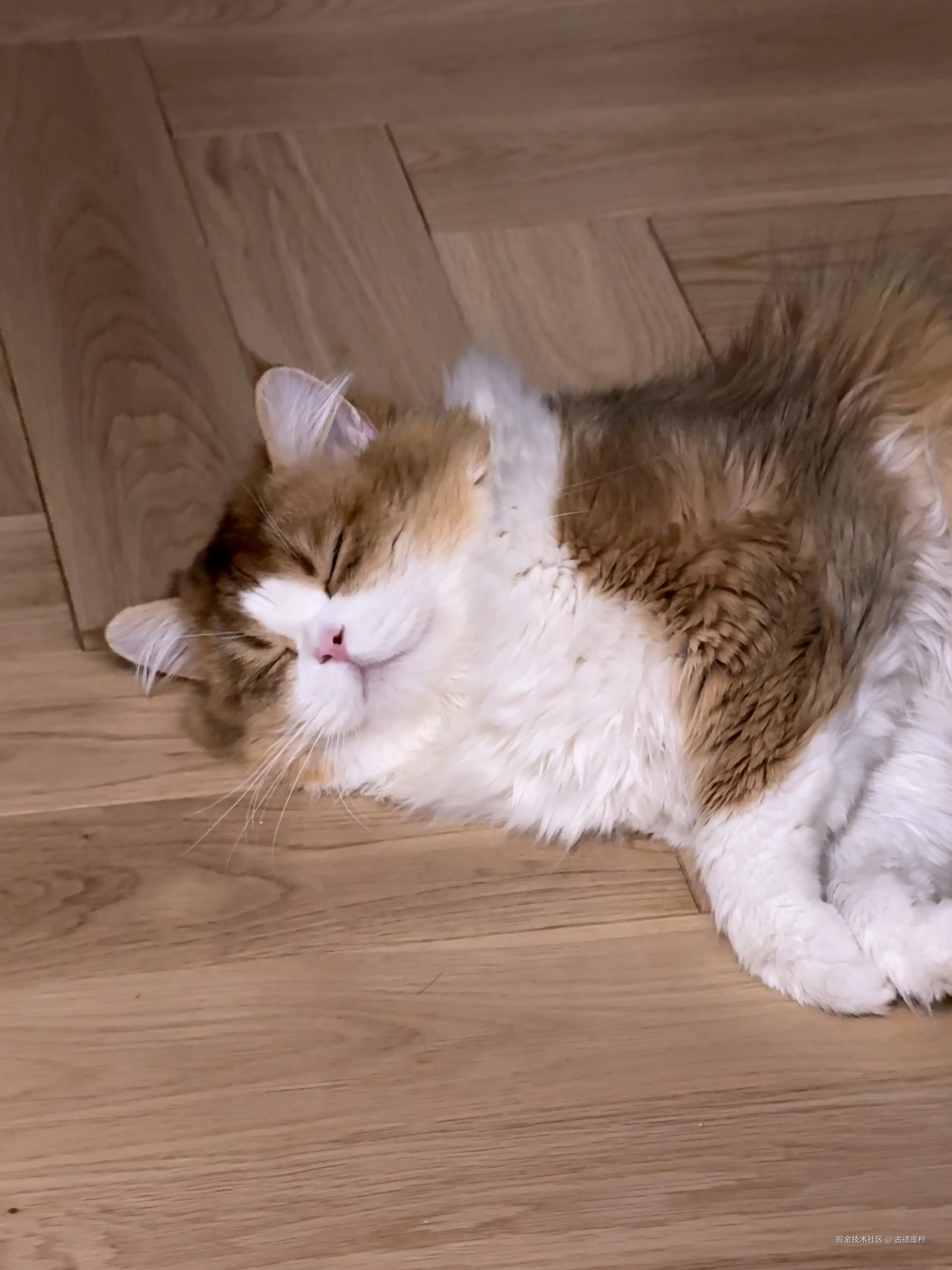 古德墨柠于2025-07-23 14:01发布的图片