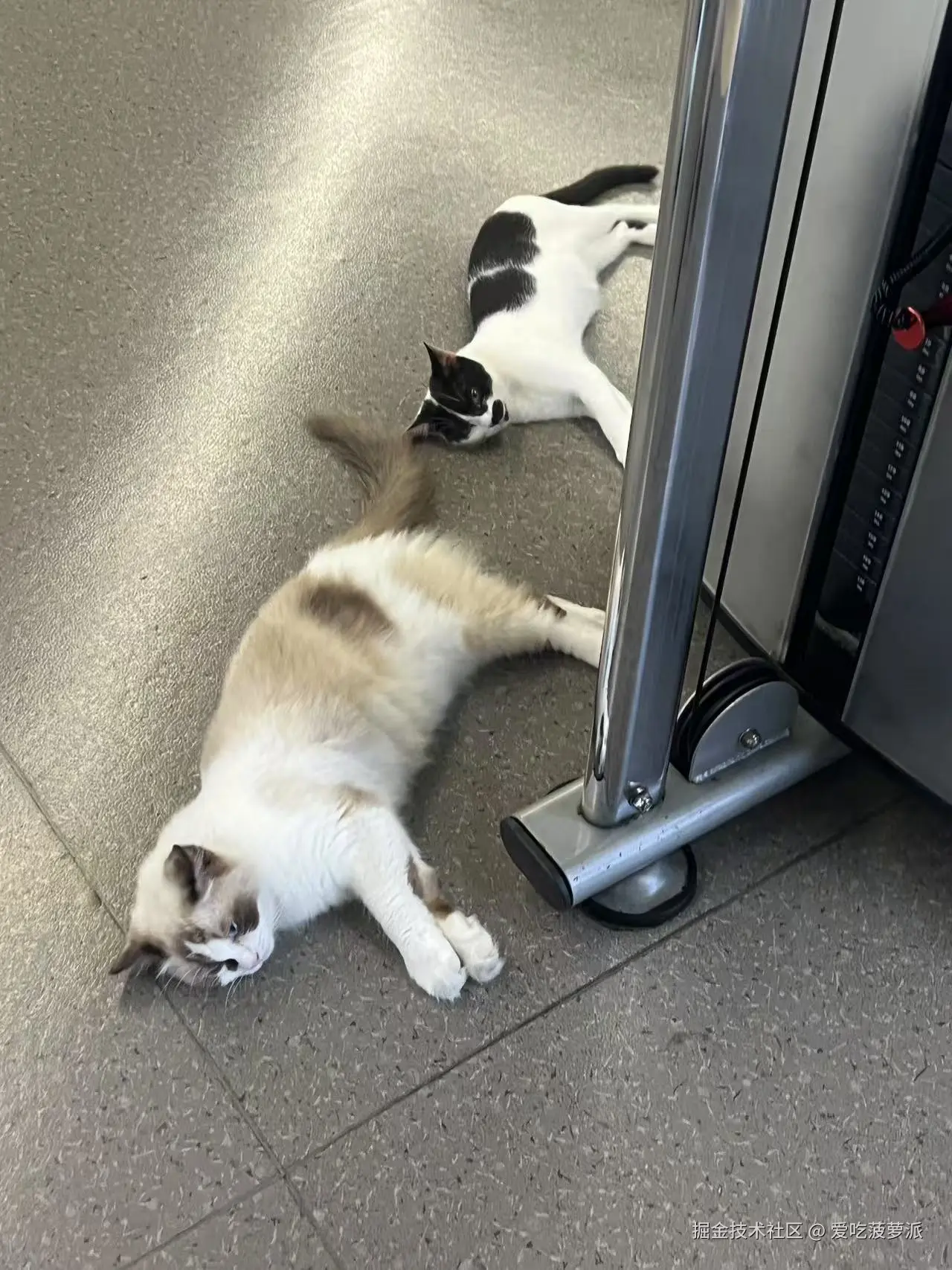 爱吃菠萝派于2025-06-30 11:11发布的图片