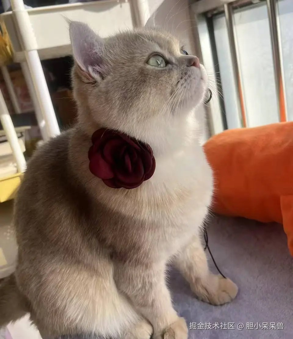 胆小呆呆兽于2026-02-28 09:38发布的图片