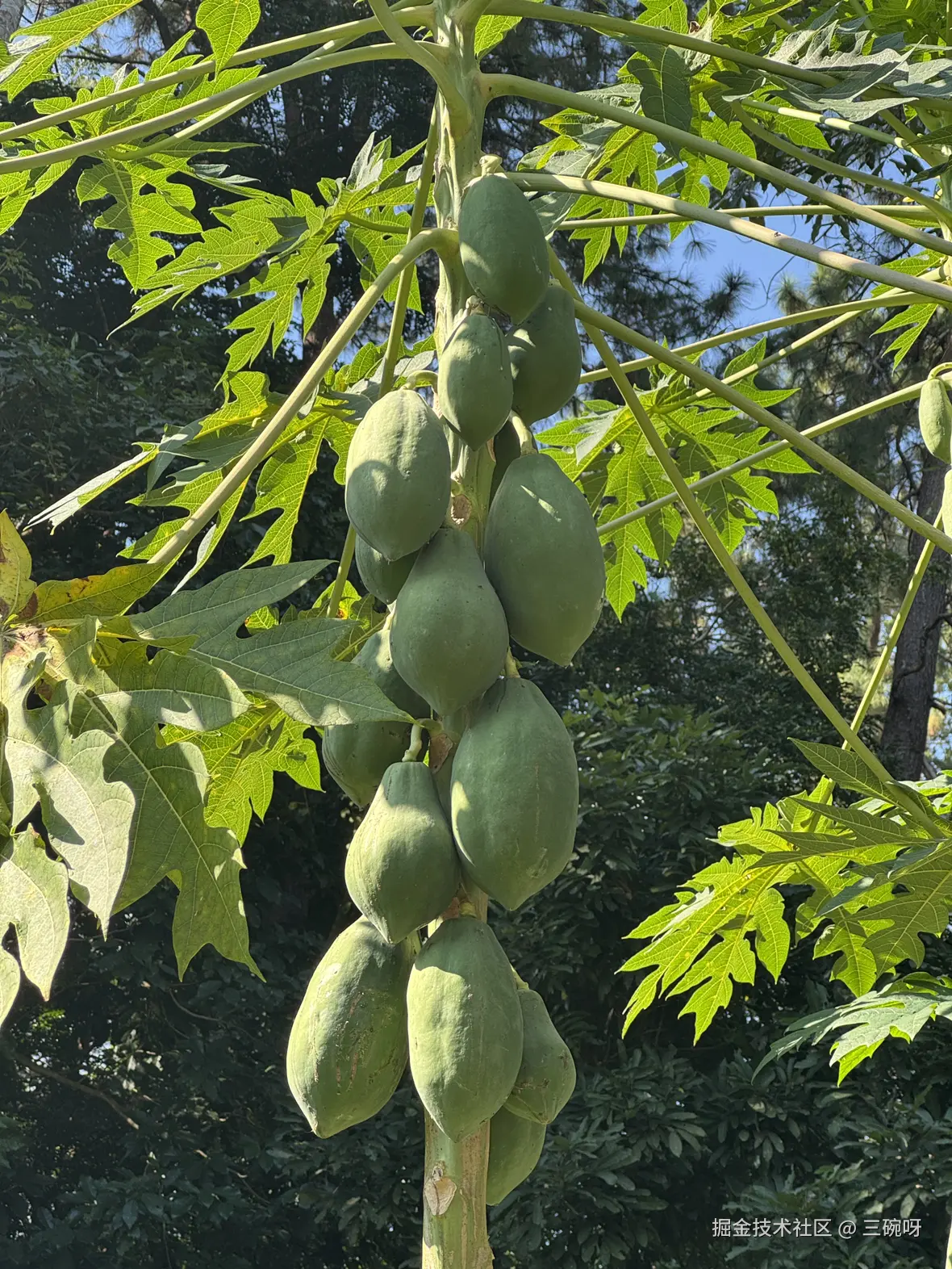 三碗呀于2024-12-16 10:36发布的图片