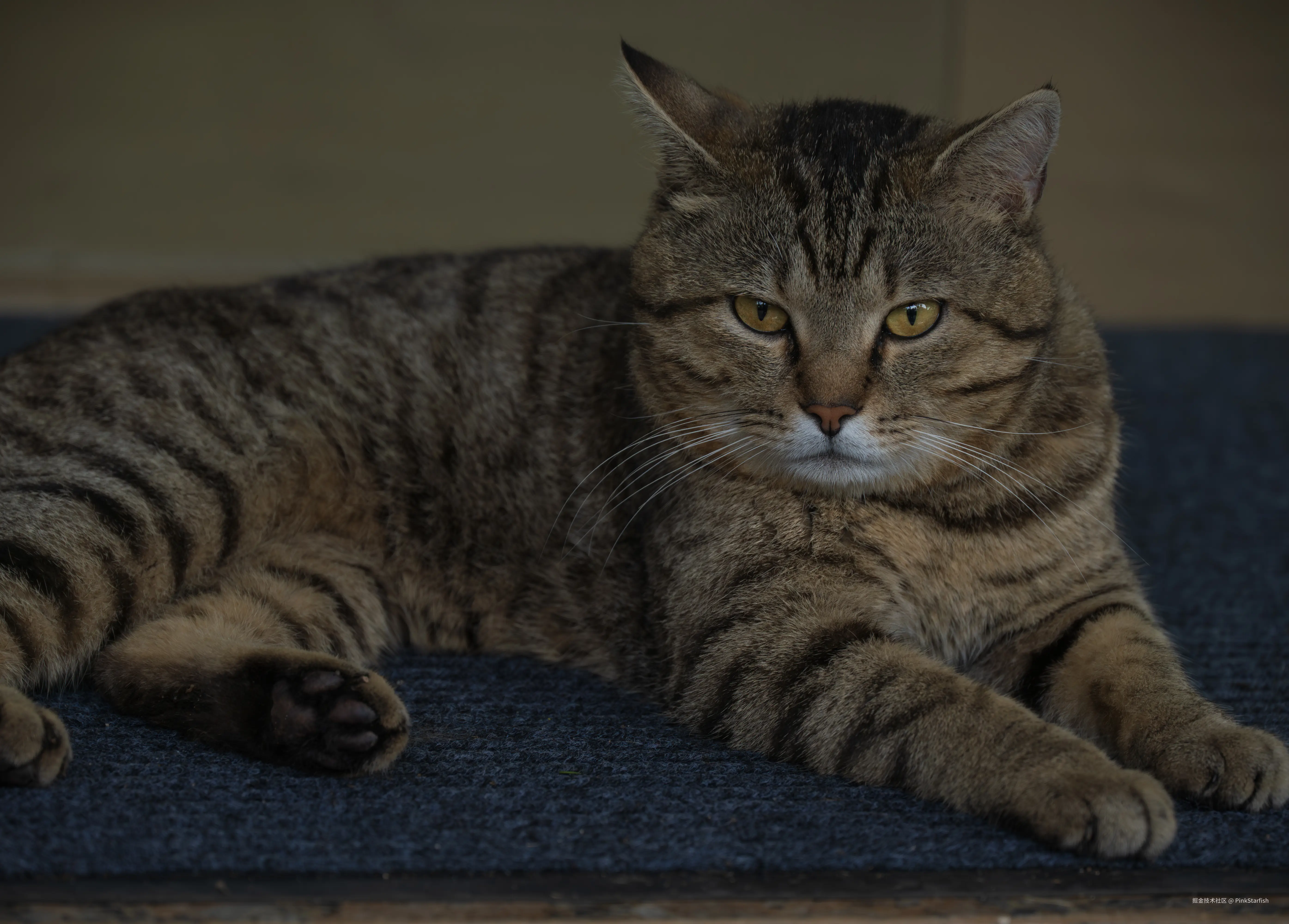 PinkStarfish于2025-07-09 14:25发布的图片