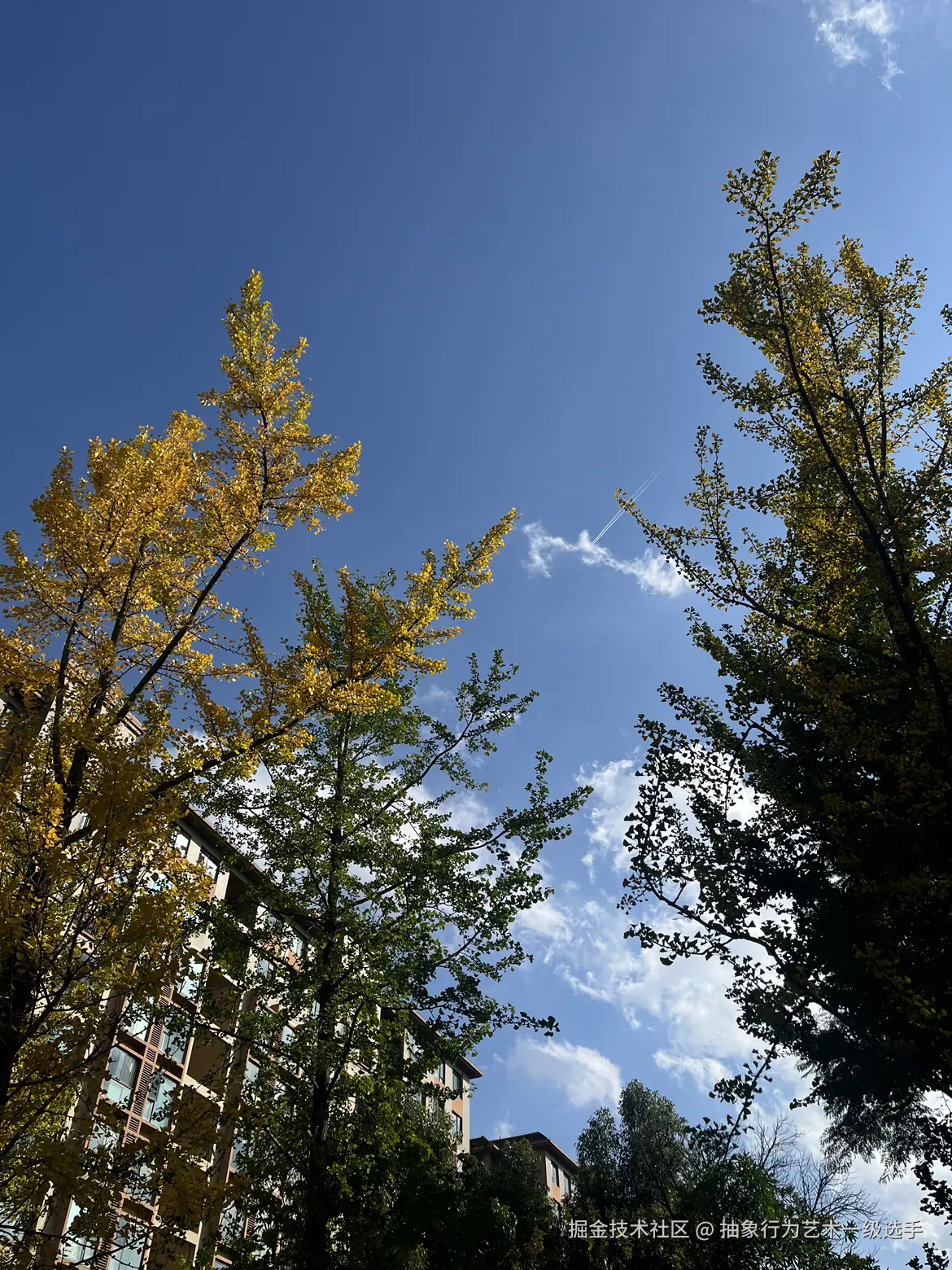 抽象行为艺术一级选手于2025-11-25 11:21发布的图片