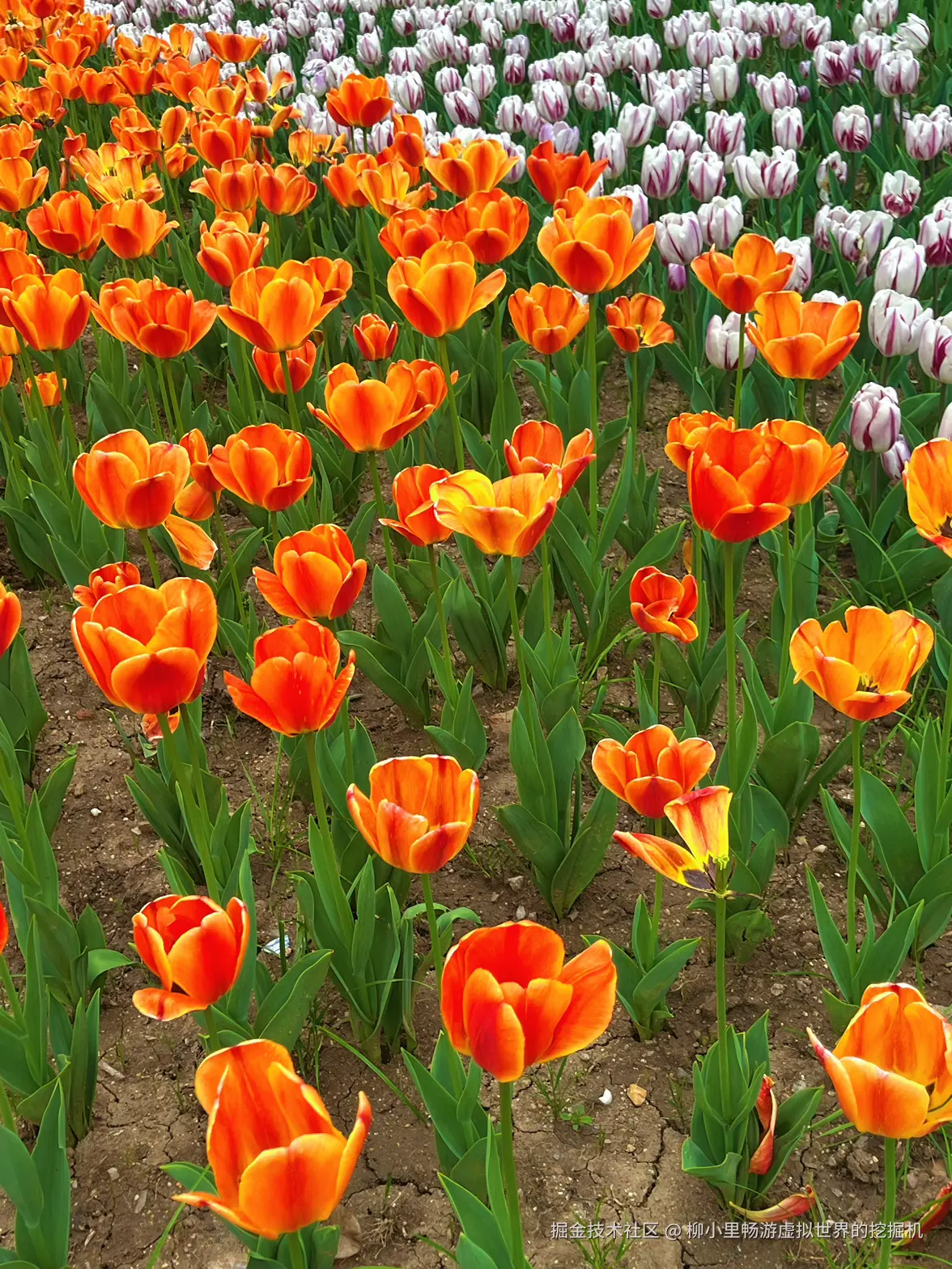 柳小里畅游虚拟世界的挖掘机于2026-04-01 17:11发布的图片