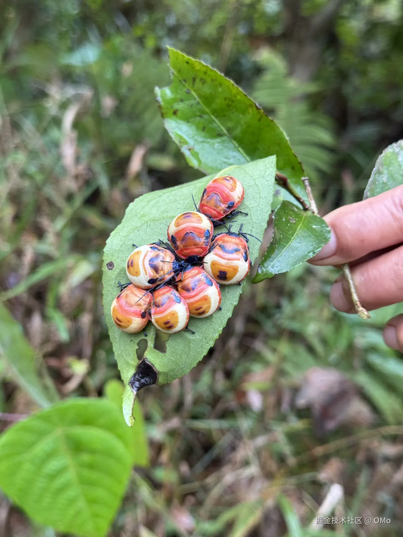 OMo于2026-01-22 11:03发布的图片