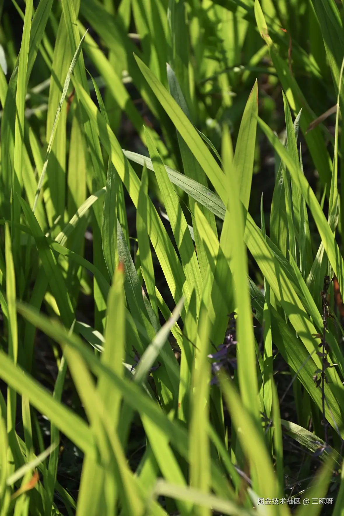 三碗呀于2025-01-13 14:33发布的图片