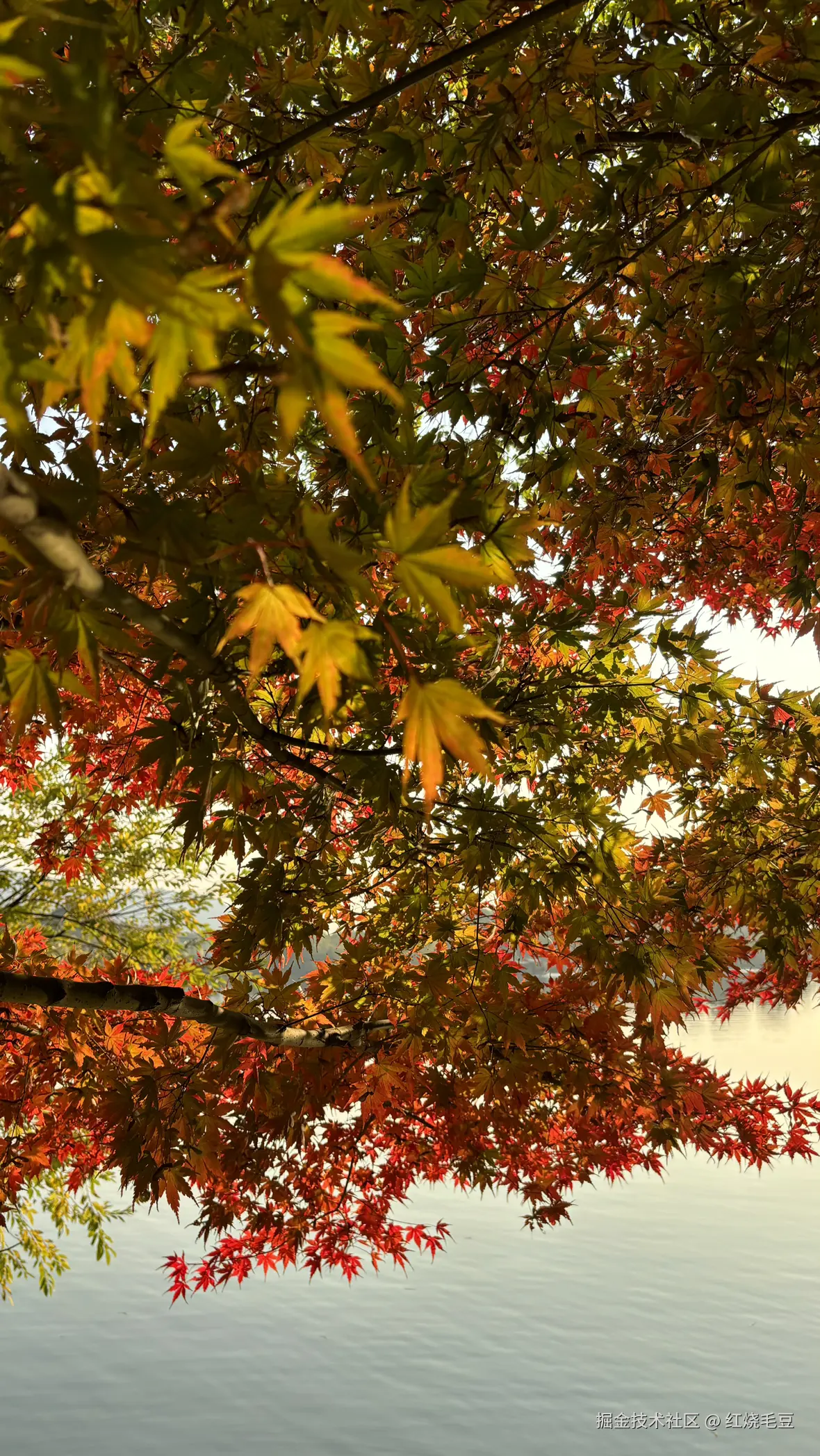 红烧毛豆于2025-12-08 09:23发布的图片