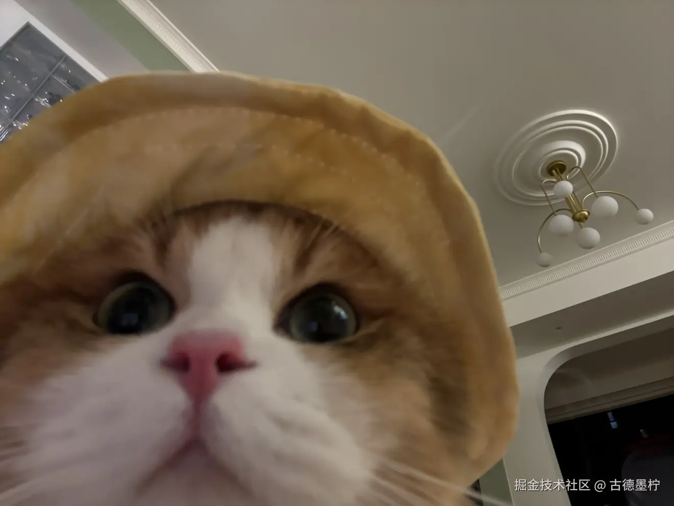 古德墨柠于2025-05-23 09:14发布的图片