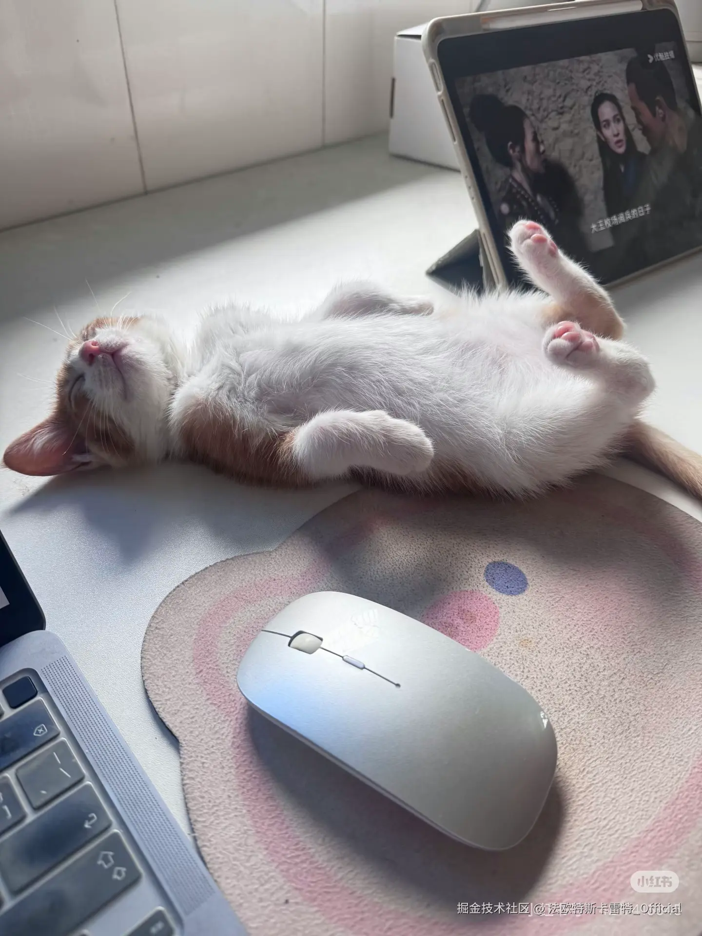 法欧特斯卡雷特_Official于2025-09-04 12:33发布的图片