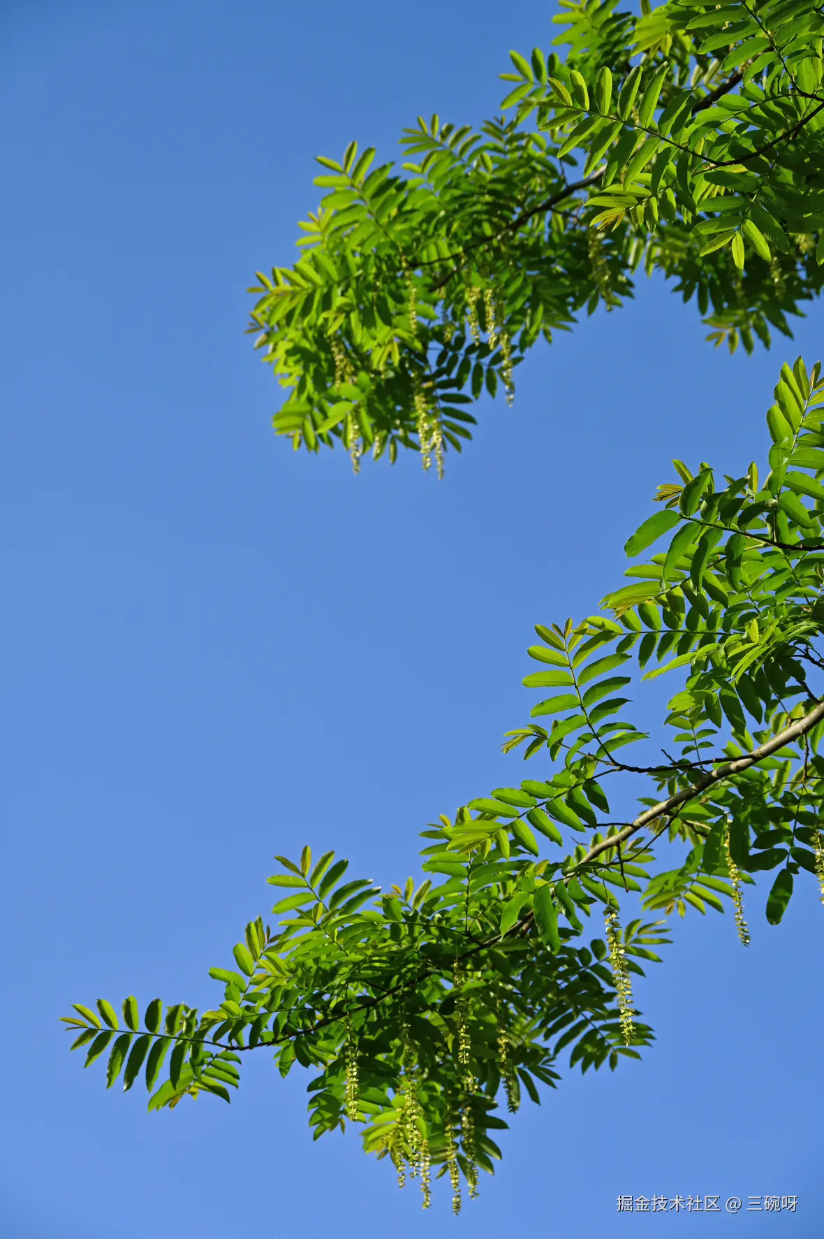 三碗呀于2025-04-18 11:13发布的图片