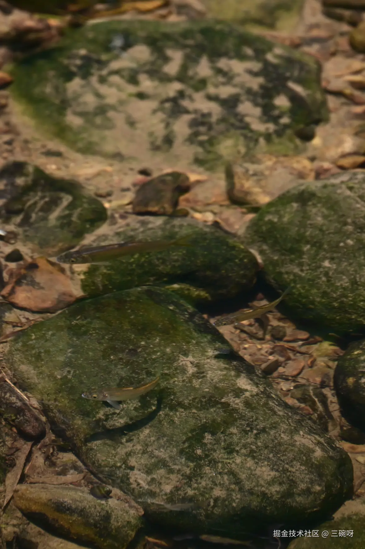 三碗呀于2025-08-18 09:50发布的图片