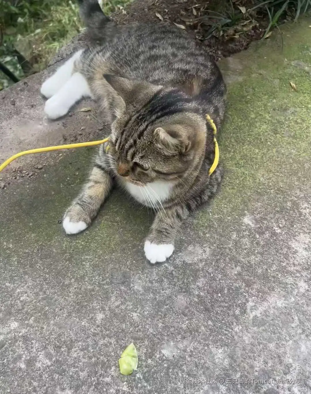三只脚的Tomcat_热点分享于2025-11-13 17:34发布的图片