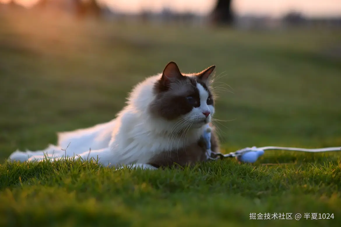 半夏1024于2024-10-08 11:05发布的图片